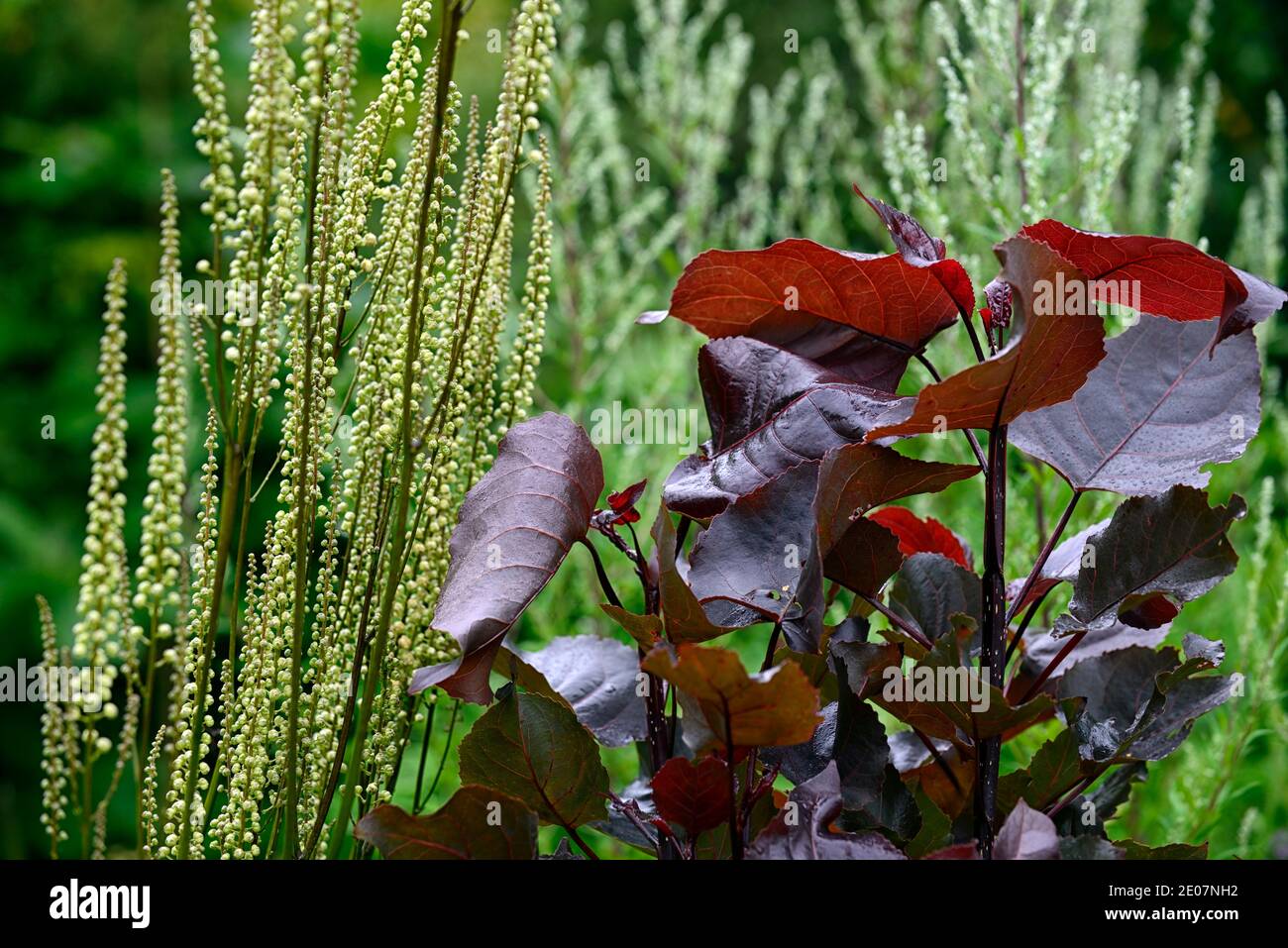 Populus deltoides Purple Tower ,Eastern Cottonwood,feuilles,feuillage,Actaea cordifolia Blickfang,blanc fleur,fleurs,fleur en pointe,floraison,vivace,pe Banque D'Images