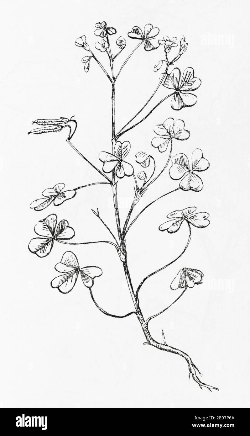 Ancienne gravure d'illustration botanique de jaune Sorrel / Oxalis corniculata. Plante médicinale traditionnelle. Voir Remarques Banque D'Images