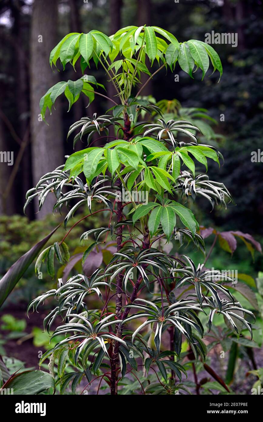 Schefflera shweliensis NJM 13 130,feuilles,vertes,feuillage,tropical,exotique,plante,nouvelle croissance,feuillage gris vert argenté,gris vert feuilles d'argent, vert permanent Banque D'Images Schefflera shweliensis NJM 13 130,feuilles,vertes,feuillage,tropical,exotique,plante,nouvelle croissance,feuillage gris vert argenté,gris vert feuilles d'argent, vert permanent Banque D'Images