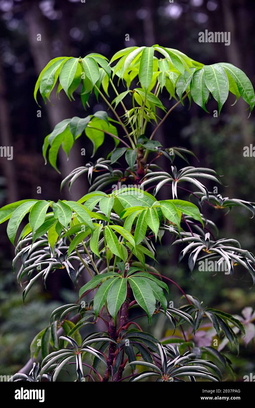 Schefflera shweliensis NJM 13 130,feuilles,vertes,feuillage,tropical,exotique,plante,nouvelle croissance,feuillage gris vert argenté,gris vert feuilles d'argent, vert permanent Banque D'Images