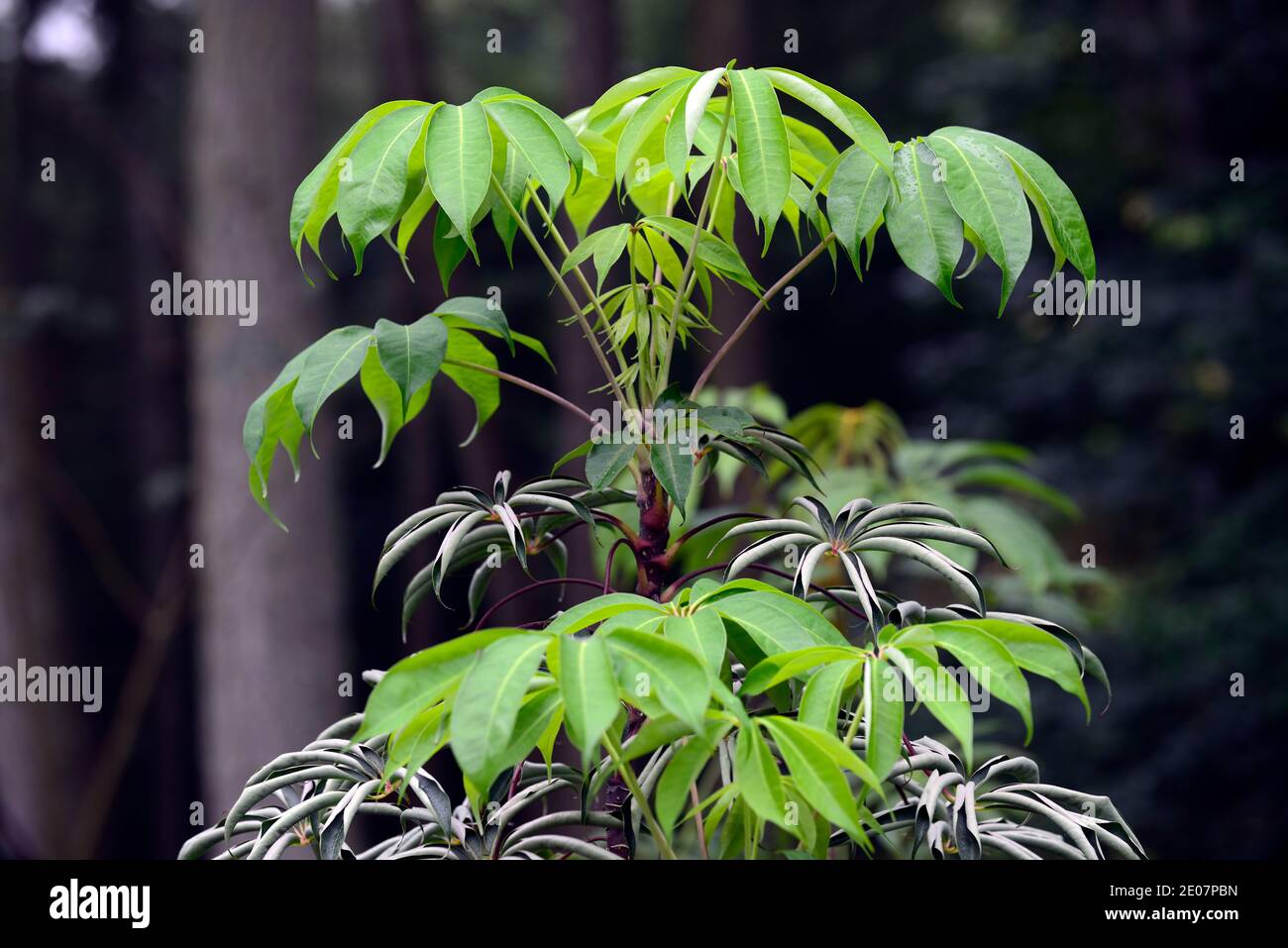Schefflera shweliensis NJM 13 130,feuilles,vertes,feuillage,tropical,exotique,plante,nouvelle croissance,feuillage gris vert argenté,gris vert feuilles d'argent, vert permanent Banque D'Images Schefflera shweliensis NJM 13 130,feuilles,vertes,feuillage,tropical,exotique,plante,nouvelle croissance,feuillage gris vert argenté,gris vert feuilles d'argent, vert permanent Banque D'Images
