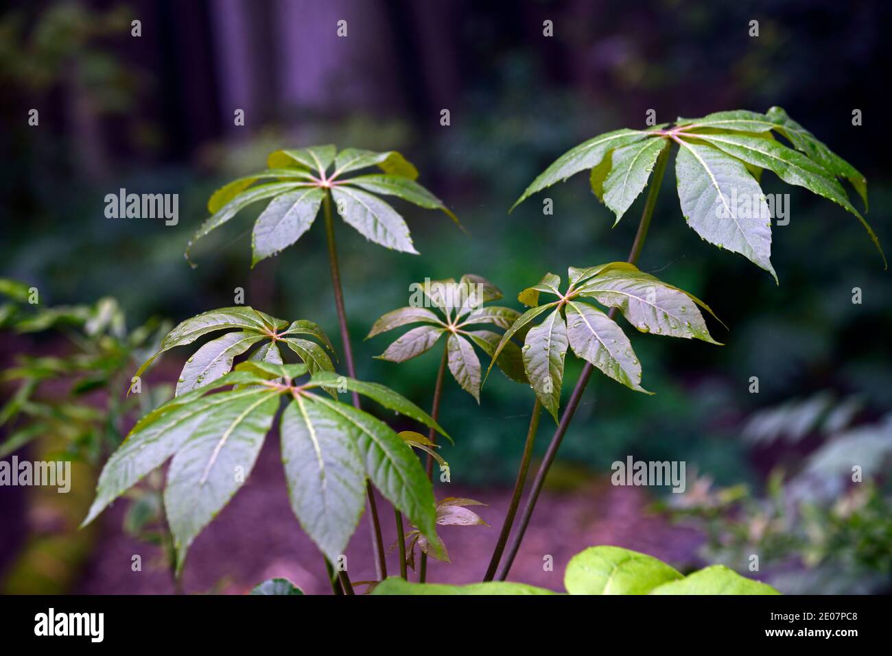 Schefflera shweliensis NJM 13 130,feuilles,vertes,feuillage,tropical,exotique,plante,nouvelle croissance,feuillage gris vert argenté,gris vert feuilles d'argent, vert permanent Banque D'Images