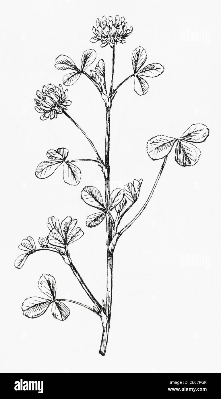 Ancienne gravure d'illustration botanique de Clover inversé, Clover persan / Trifolium resupinatum. Voir Remarques Banque D'Images