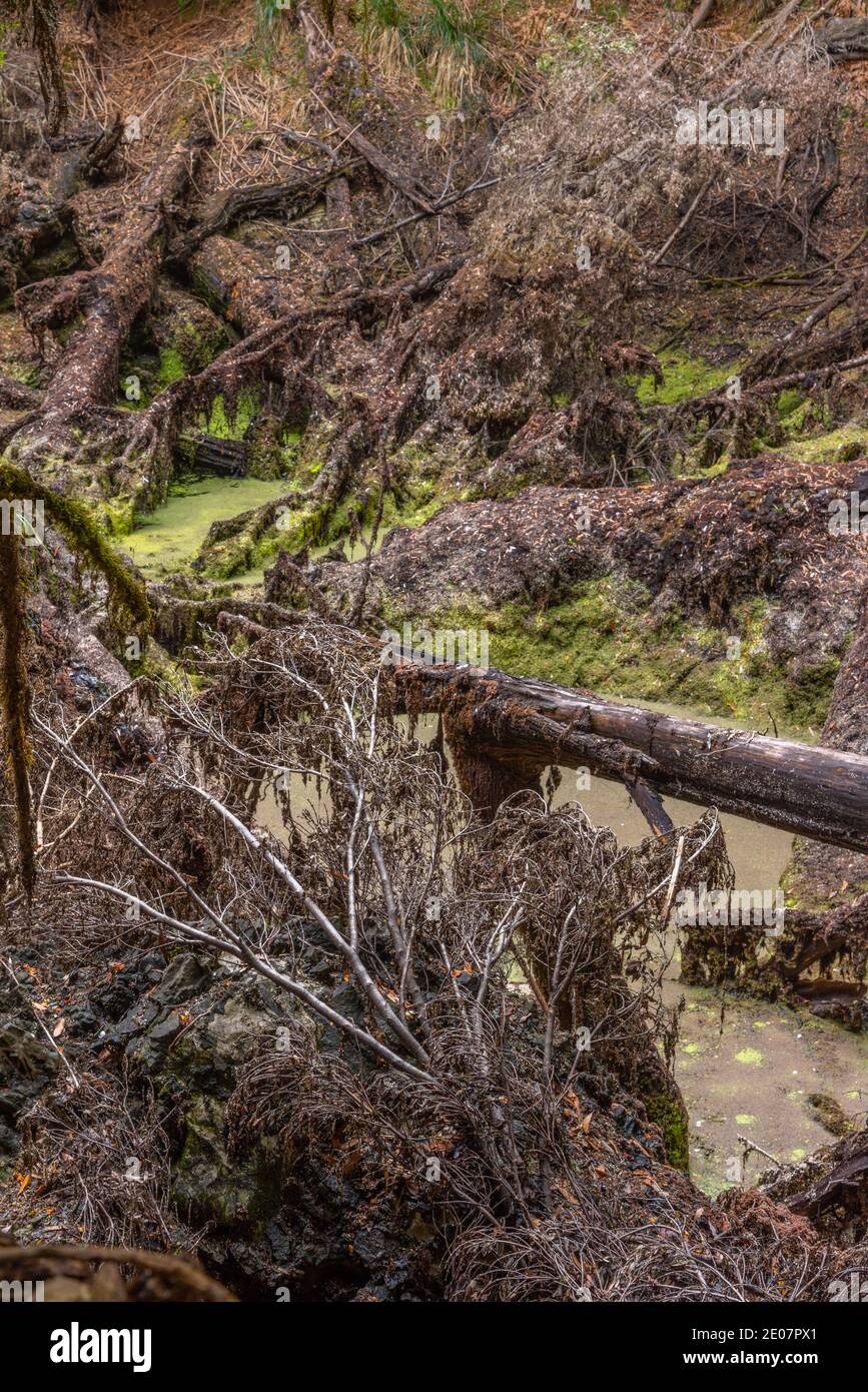Pourriture des arbres dans la forêt de Tarkine en Tasmanie, en Australie Banque D'Images