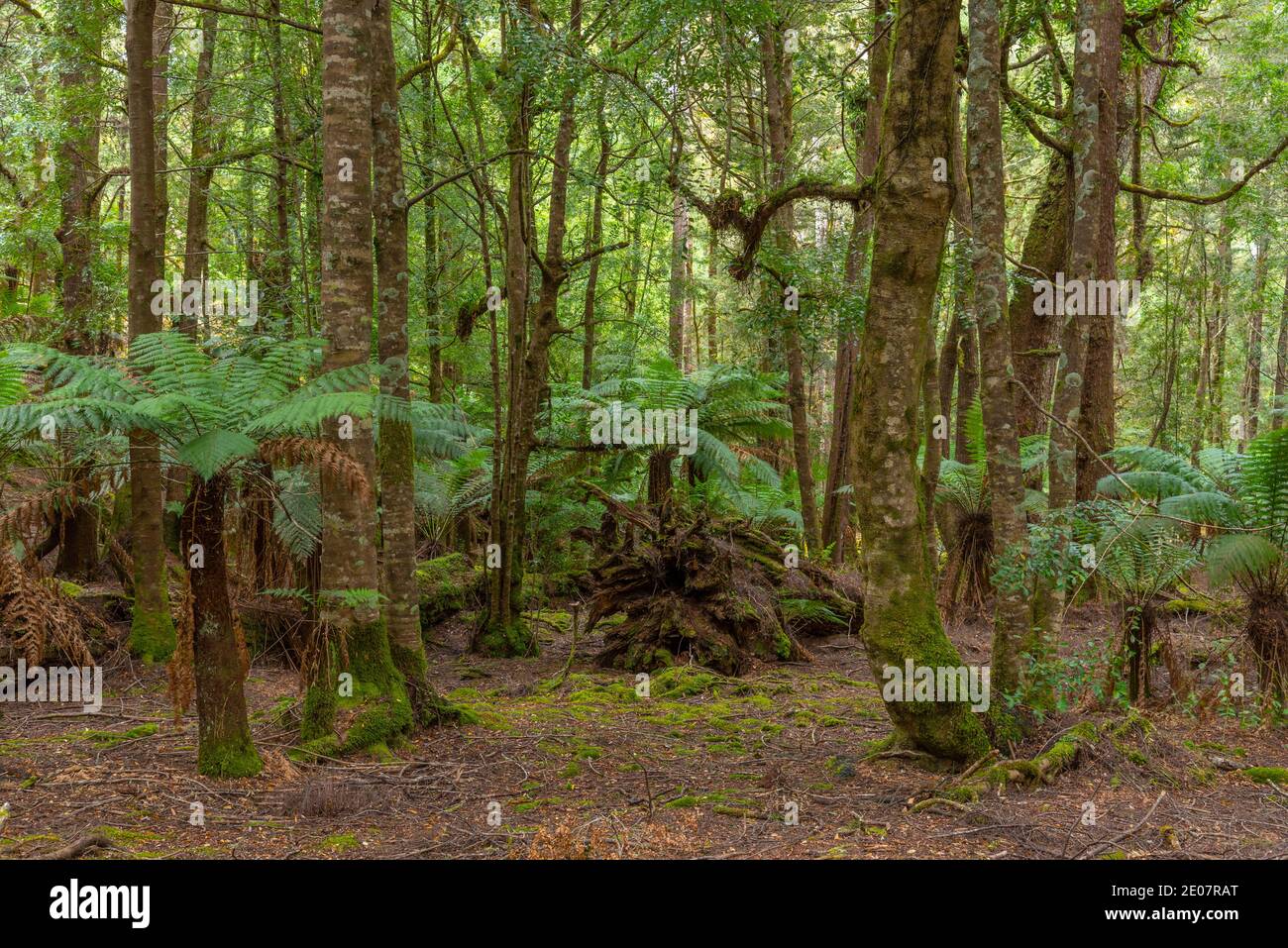 Arbres de la forêt de Tarkine en tasmanie, Australie Banque D'Images