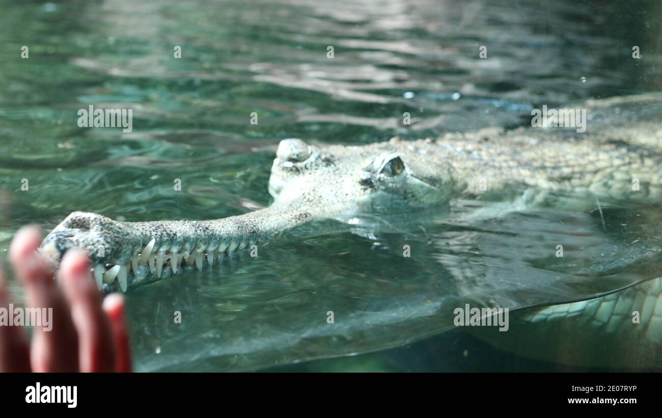 main humaine sur le verre derrière lequel est un crocodile Banque D'Images