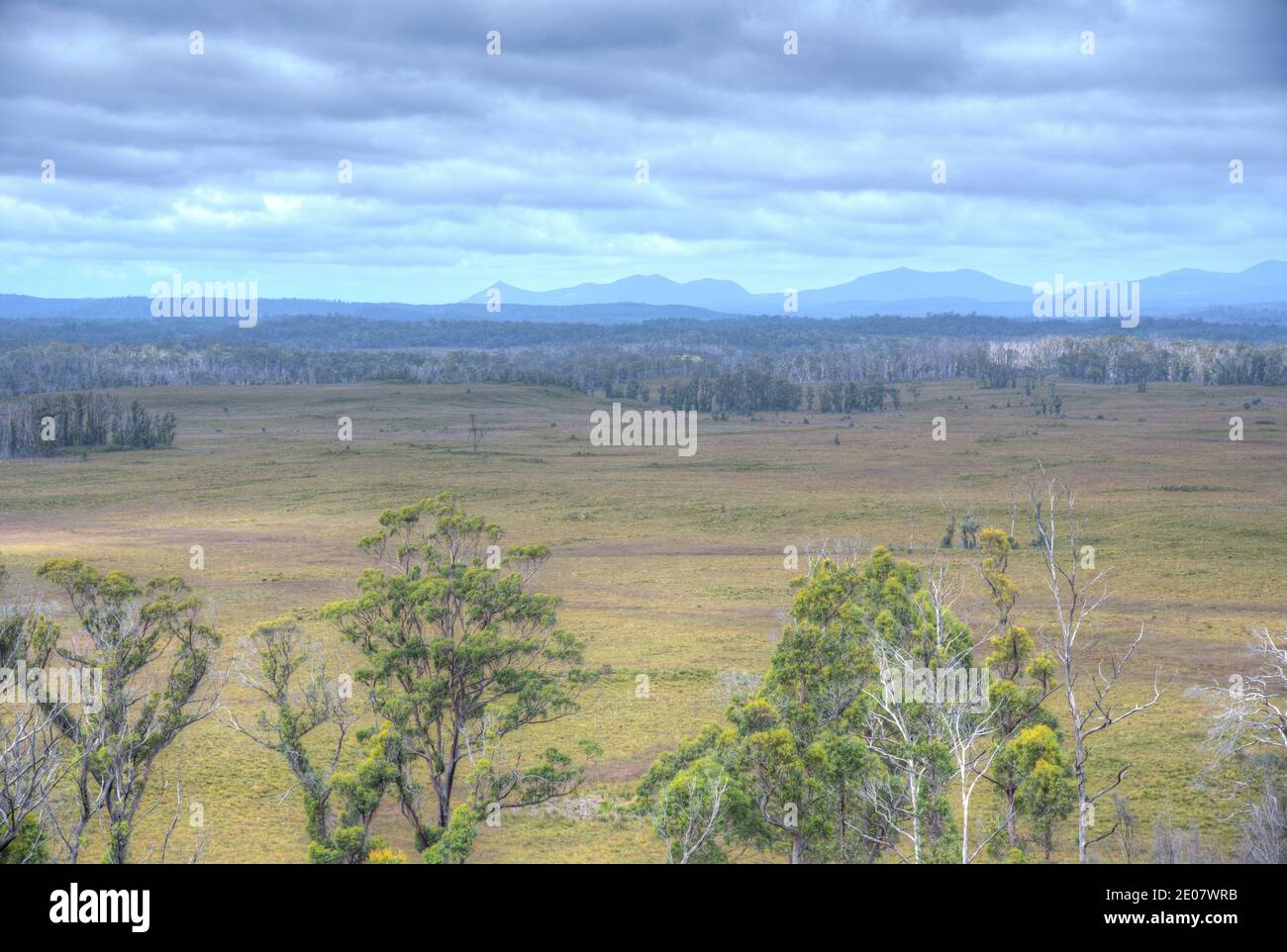 Plaines de Dempster dans la forêt de Tarkine en Tasmanie, en Australie Banque D'Images