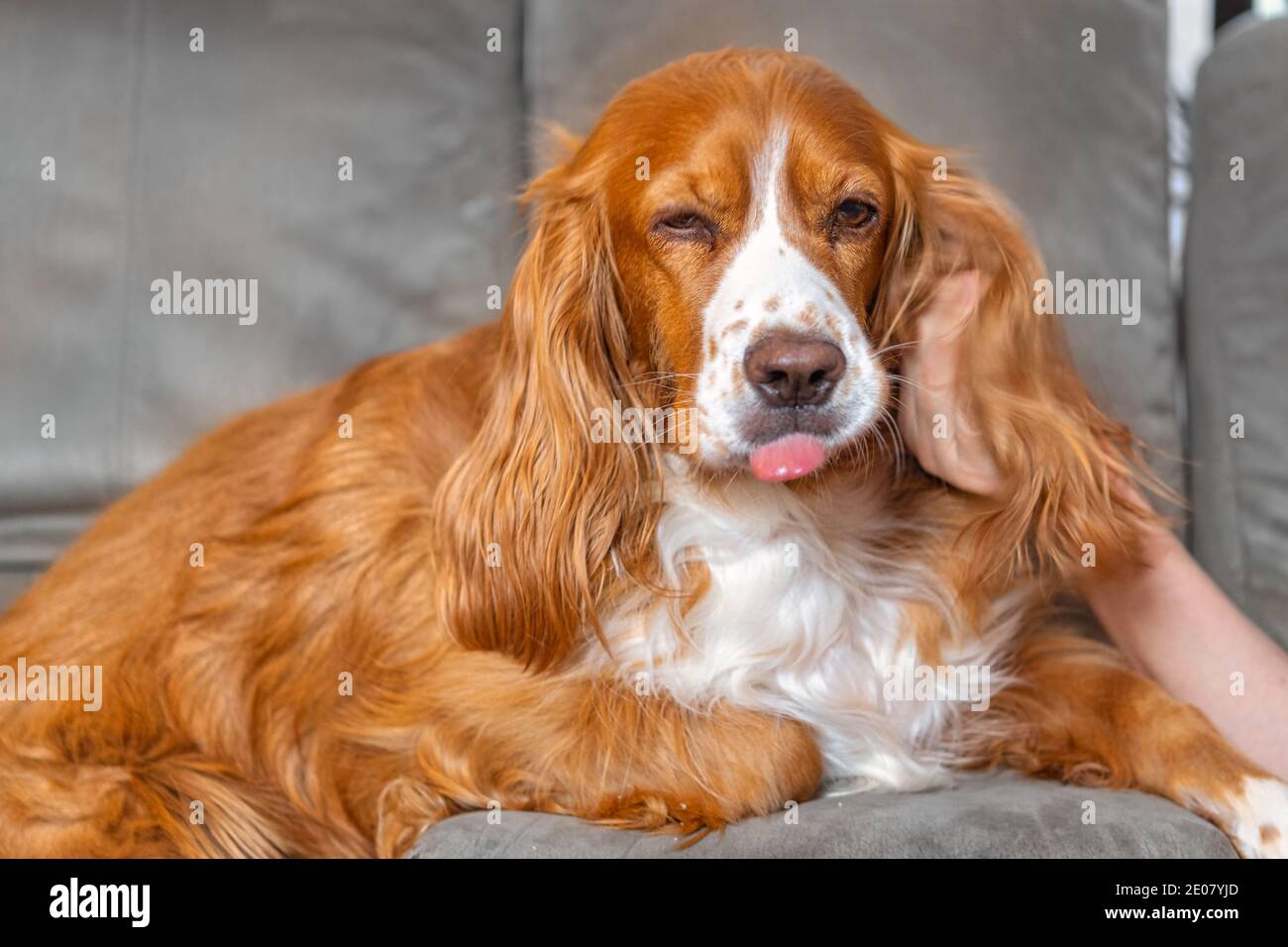 Un adorable chien de spaniel dans un canapé Banque D'Images