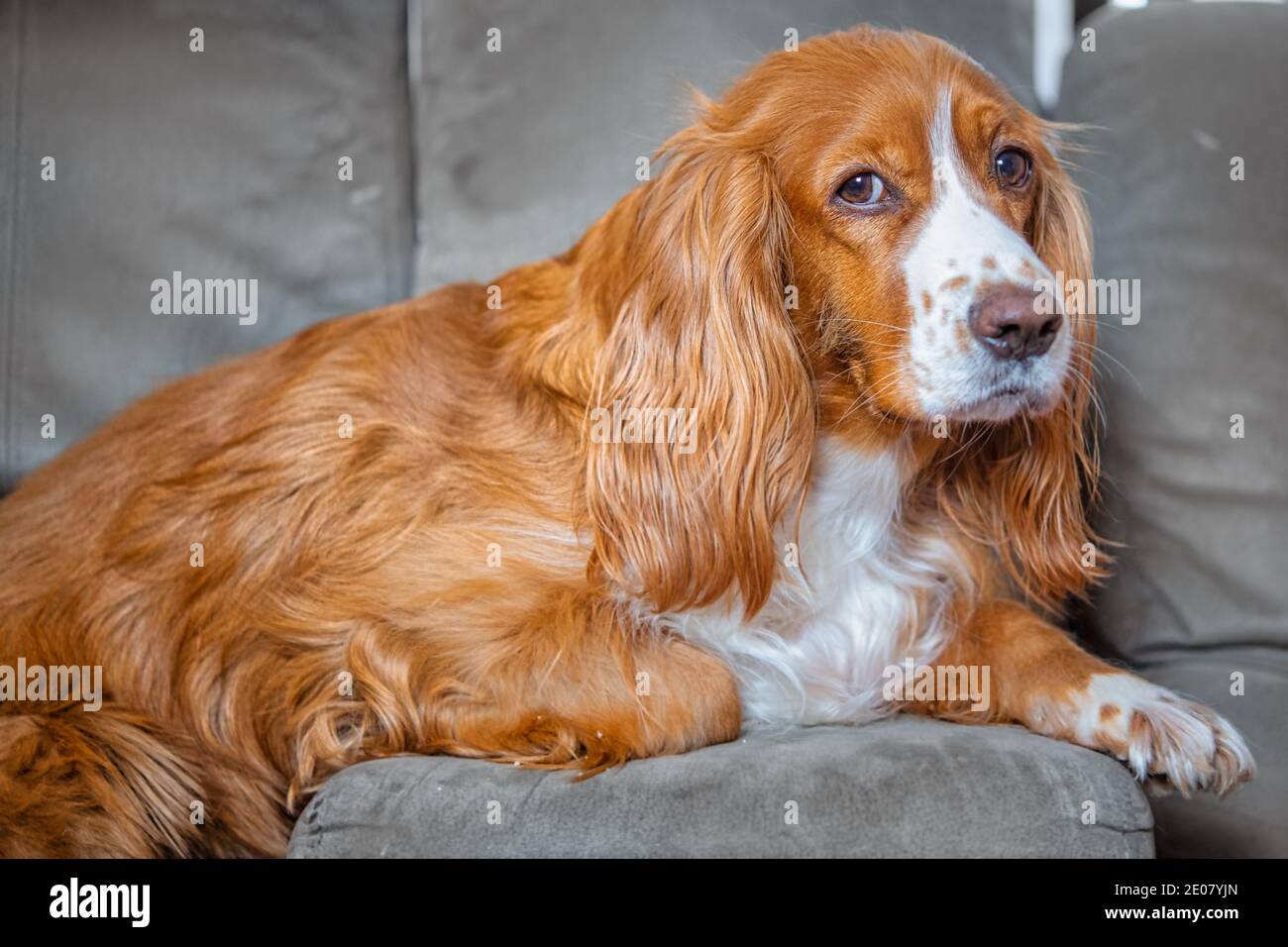 Un adorable chien de spaniel dans un canapé Banque D'Images