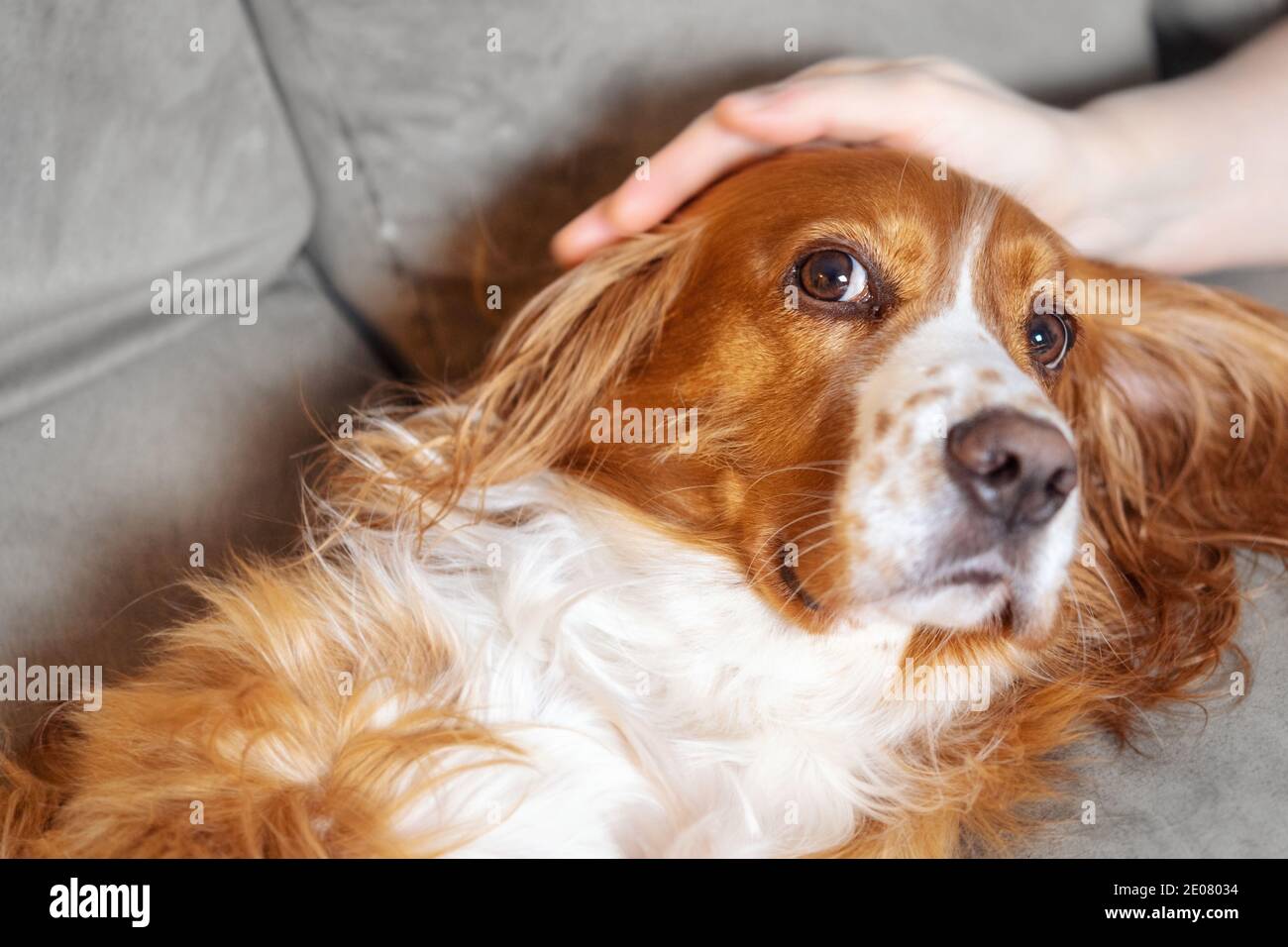 Un adorable chien de spaniel dans un canapé Banque D'Images