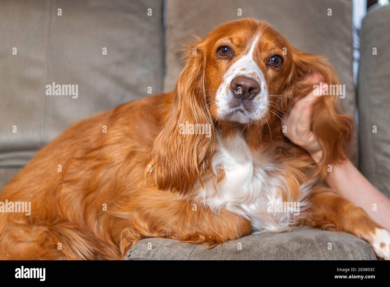 Un adorable chien de spaniel dans un canapé Banque D'Images