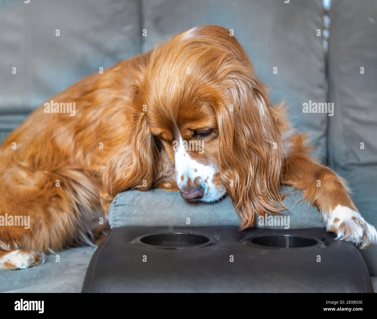 Un adorable chien de spaniel dans un canapé Banque D'Images