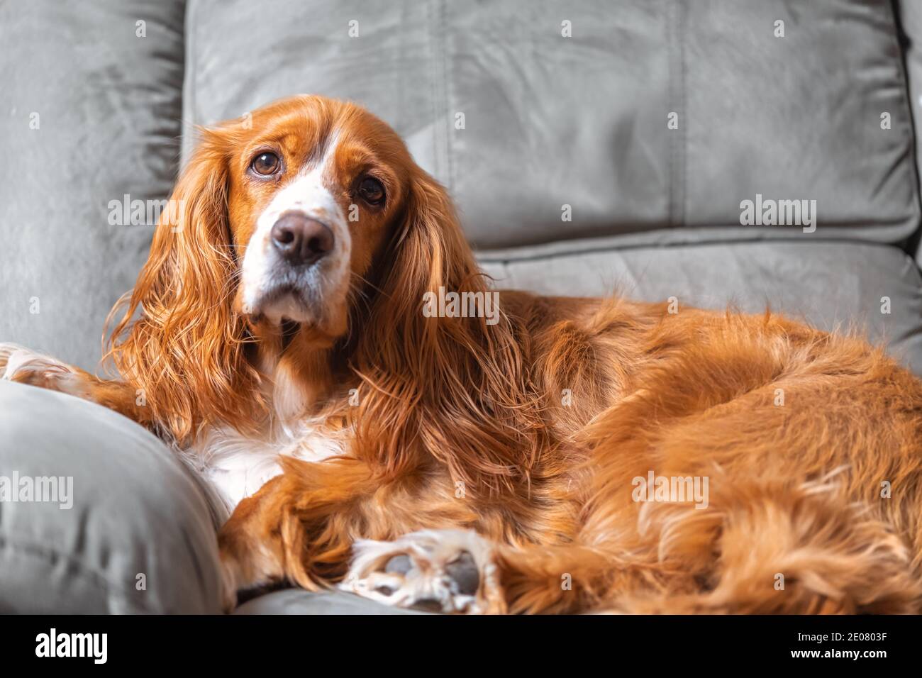 Un adorable chien de spaniel dans un canapé Banque D'Images