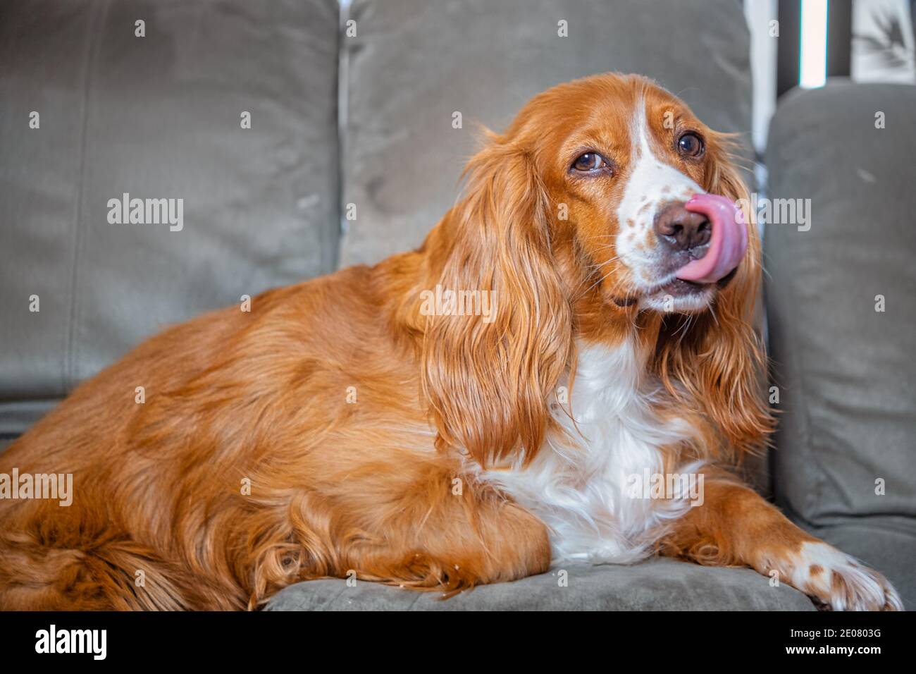 Un adorable chien de spaniel dans un canapé Banque D'Images