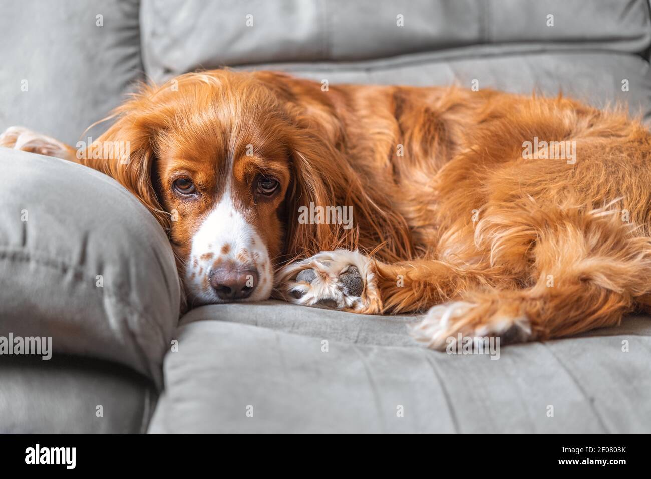 Un adorable chien de spaniel dans un canapé Banque D'Images