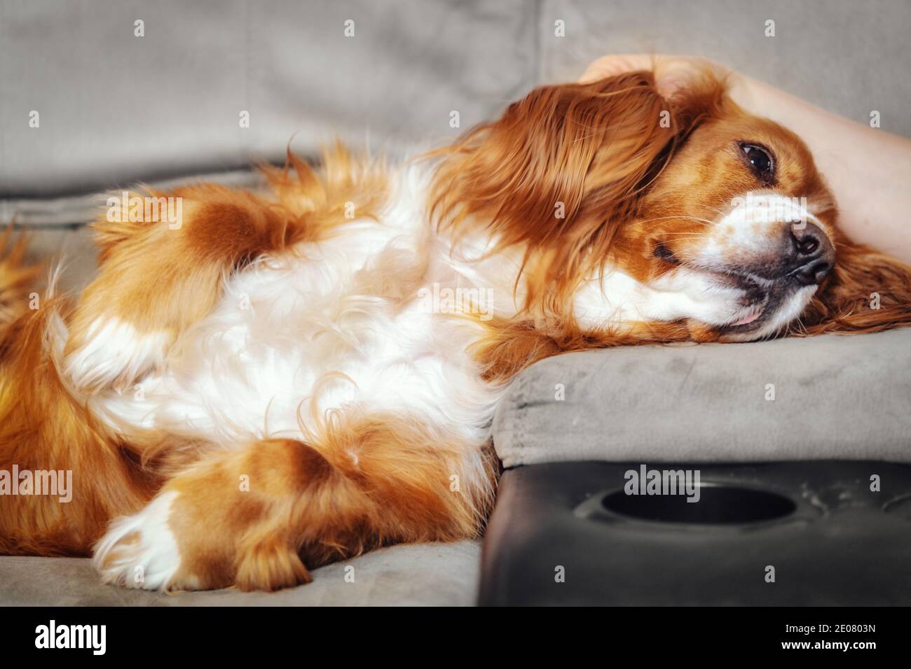 Un adorable chien de spaniel dans un canapé Banque D'Images