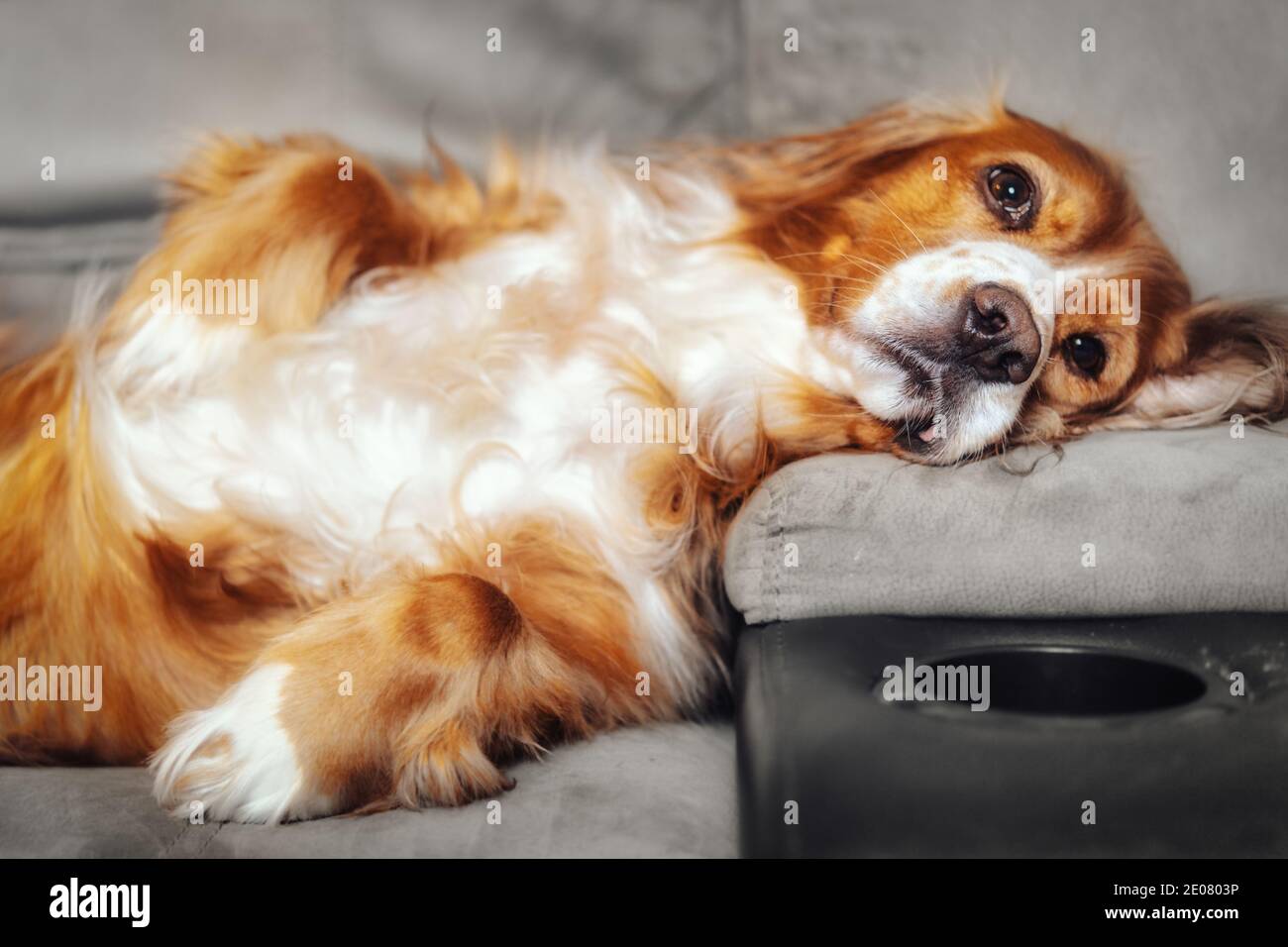 Un adorable chien de spaniel dans un canapé Banque D'Images