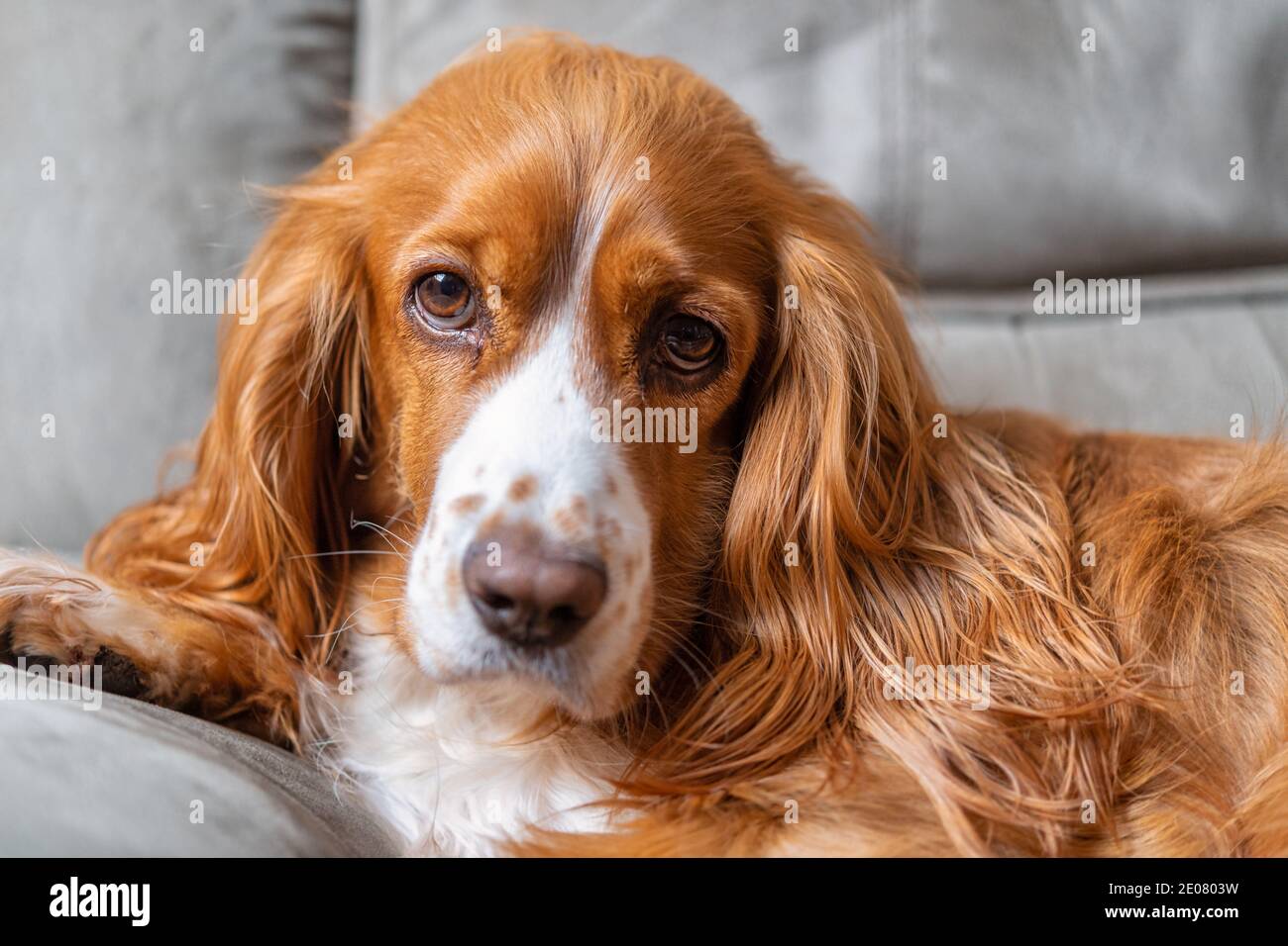 Un adorable chien de spaniel dans un canapé Banque D'Images