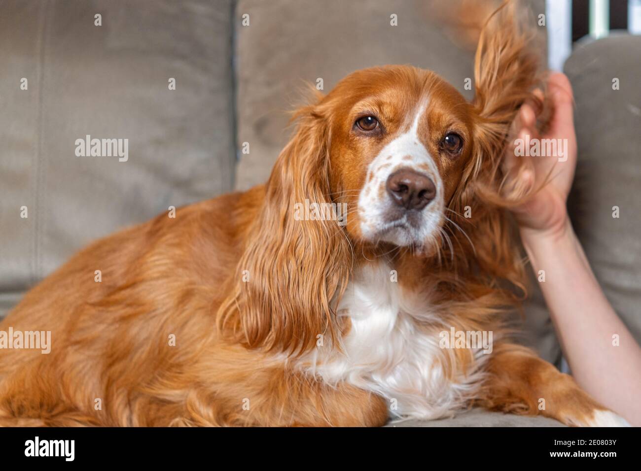 Un adorable chien de spaniel dans un canapé Banque D'Images