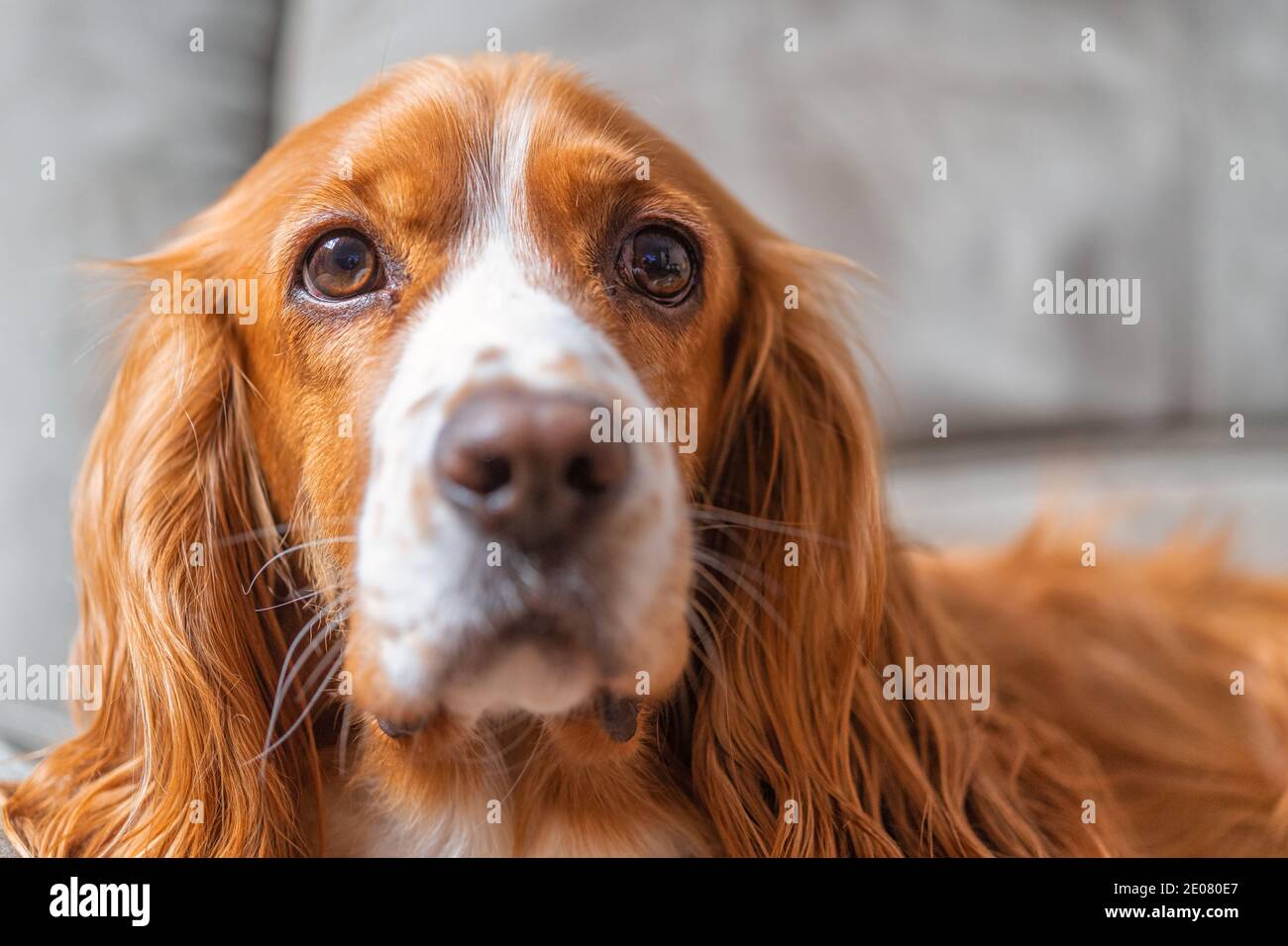 Un adorable chien de spaniel dans un canapé Banque D'Images
