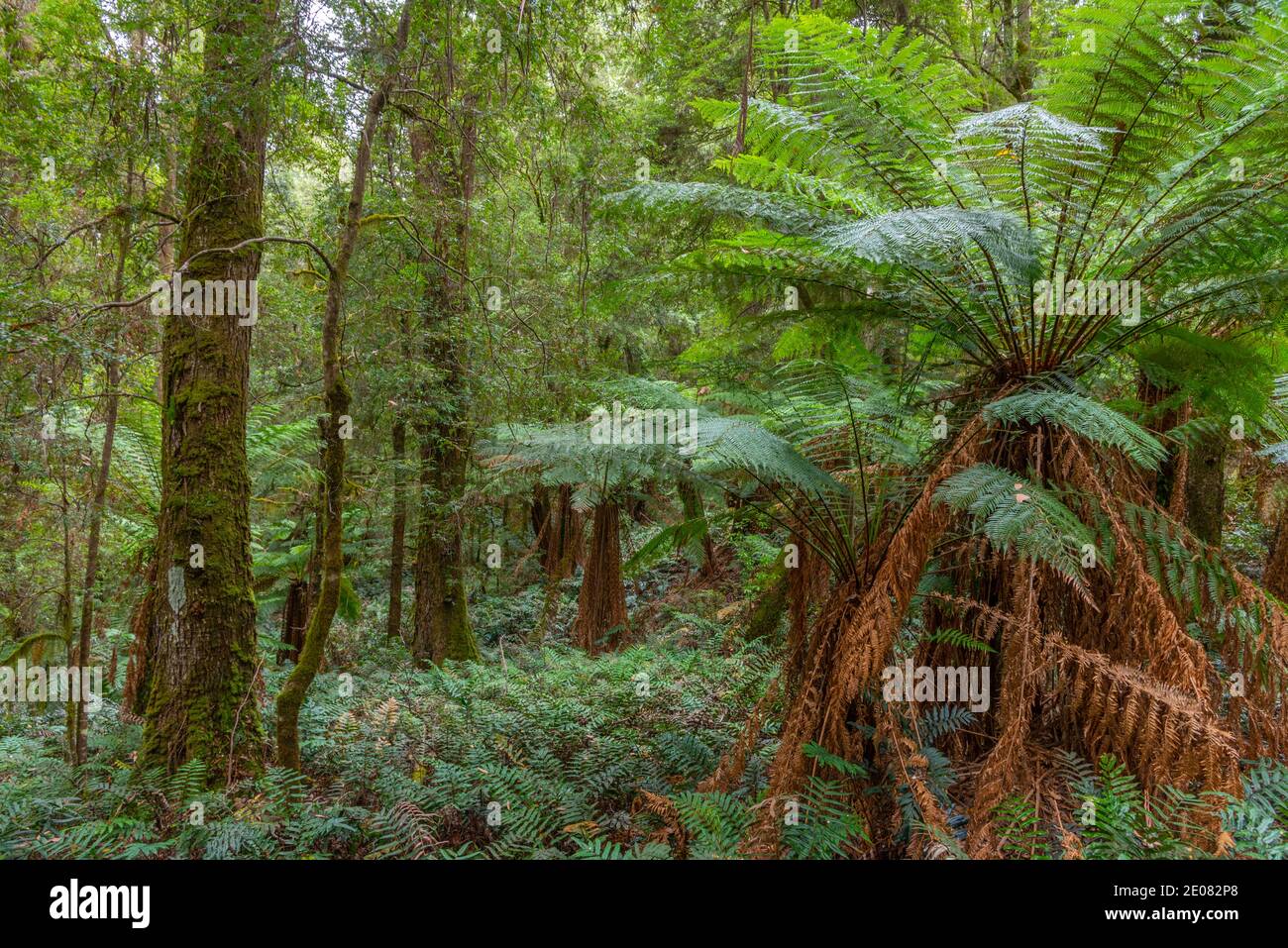 Arbres de la forêt de Tarkine en tasmanie, Australie Banque D'Images