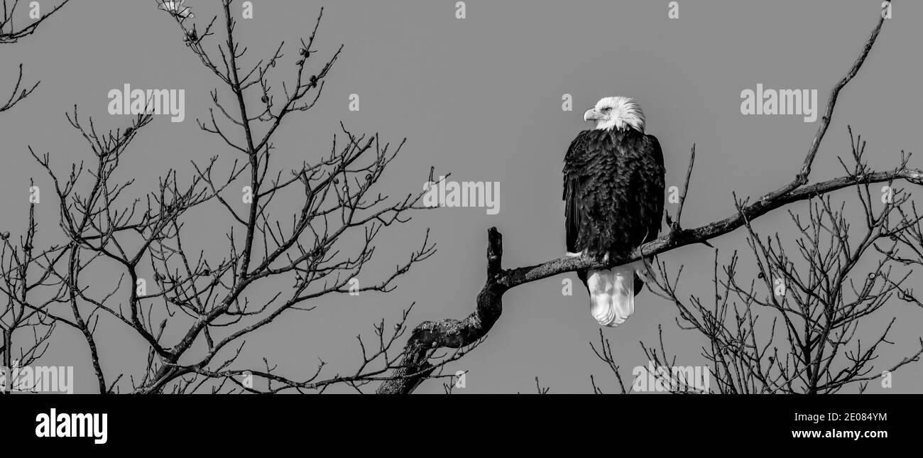 Aigle à tête blanche oiseau de proie perché sur la branche de l'arbre en hiver contre le ciel bleu Banque D'Images