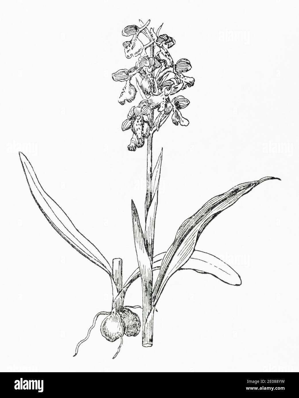 Ancienne gravure d'illustration botanique de l'Orchidée à ailes vertes / Anacamptis morio. Plante médicinale traditionnelle. Voir Remarques Banque D'Images