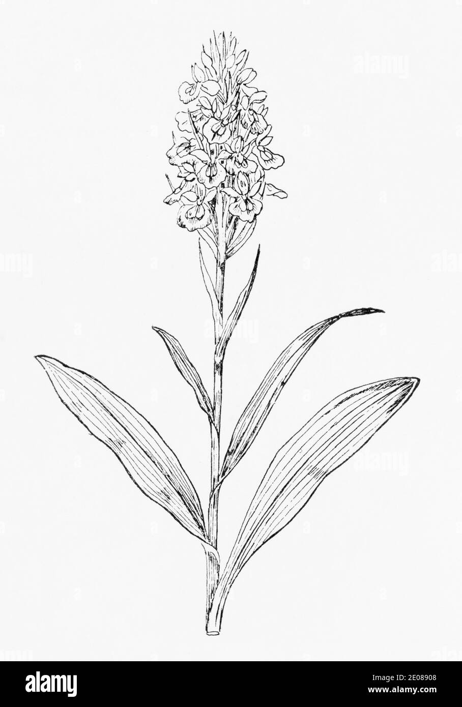 Ancienne gravure d'illustration botanique de l'Orchidée de marais, Orchidée de marais précoce / Dactylorhiza incarnata, Orchis latifolia. Voir Remarques Banque D'Images