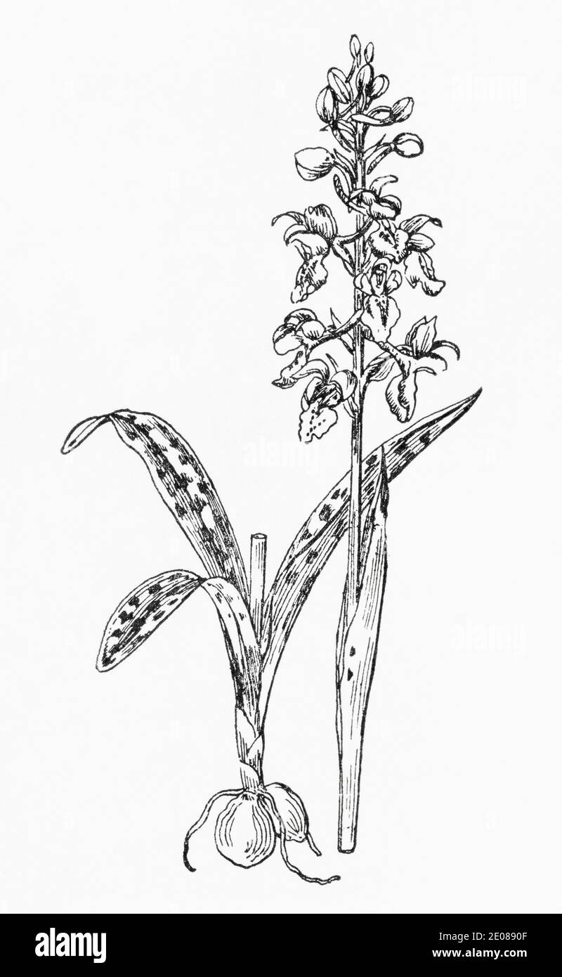 Ancienne gravure d'illustration botanique de l'Orchid pourpre précoce, Orchid mâle / Orchis masculin. Plante médicinale traditionnelle. Voir Remarques Banque D'Images