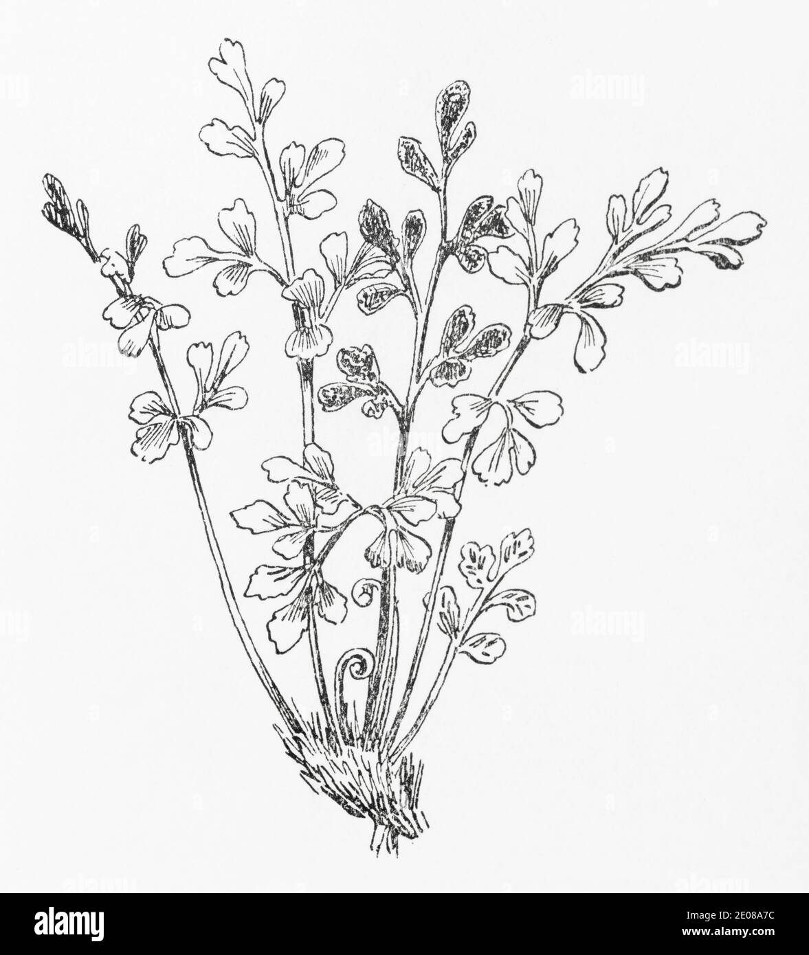 Ancienne gravure d'illustration botanique de Wall-rue Spleenwort / Asplenium ruta-muraria. Plante médicinale traditionnelle. Voir Remarques Banque D'Images