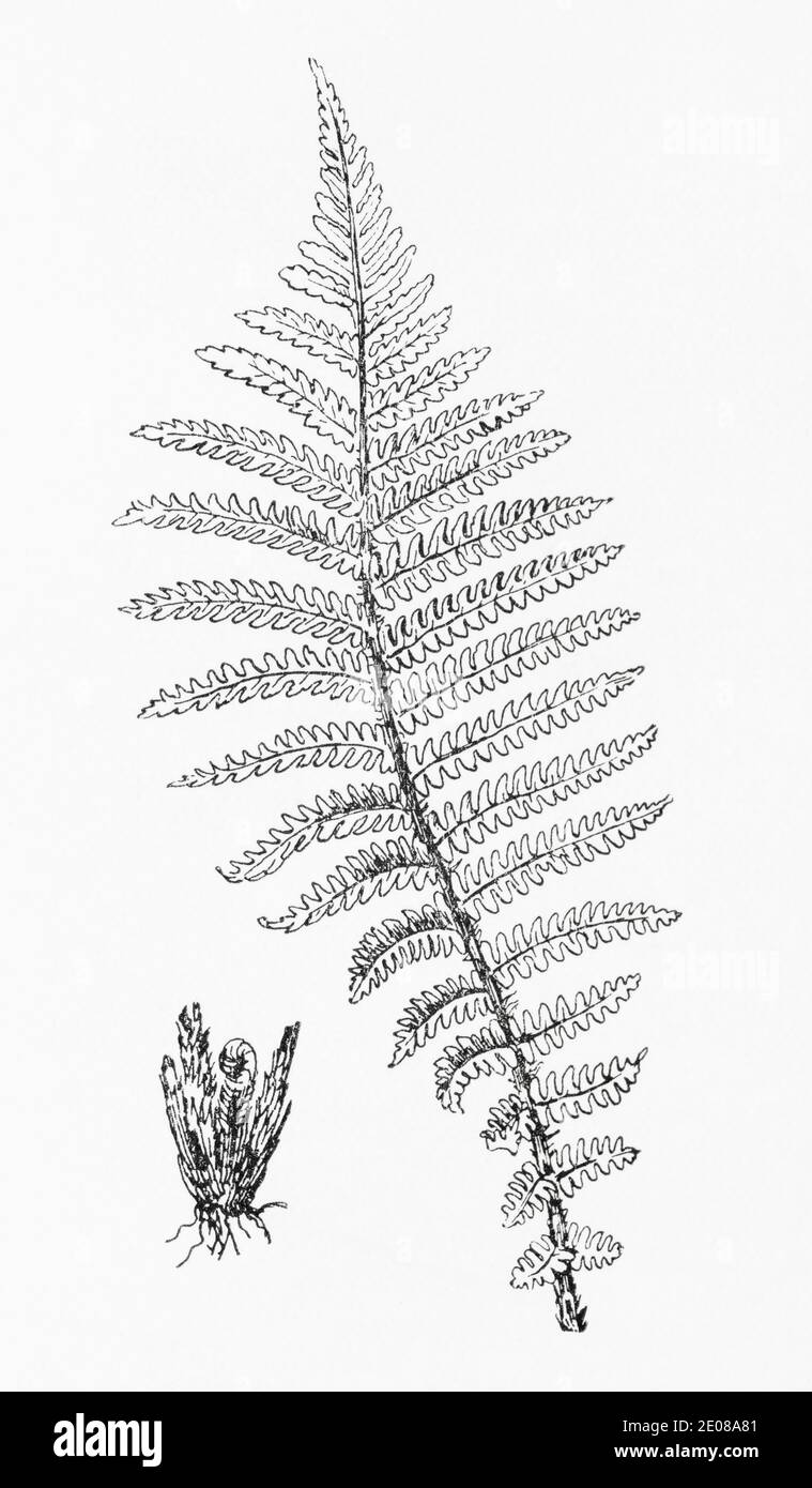 Ancienne gravure d'illustration botanique de Blunt Shield Fern / Lastareea filix-mas, Dryopteris filix-mas. Les noms semblent avoir changé plusieurs fois.Voir Remarques Banque D'Images