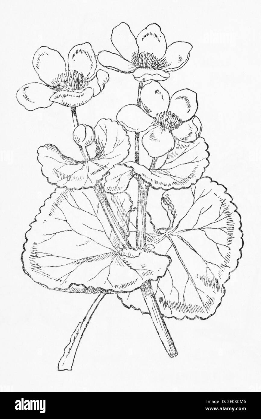 Ancienne gravure d'illustration botanique de Marsh Marigold / Maltha palustris. Plante médicinale traditionnelle. Voir Remarques Banque D'Images