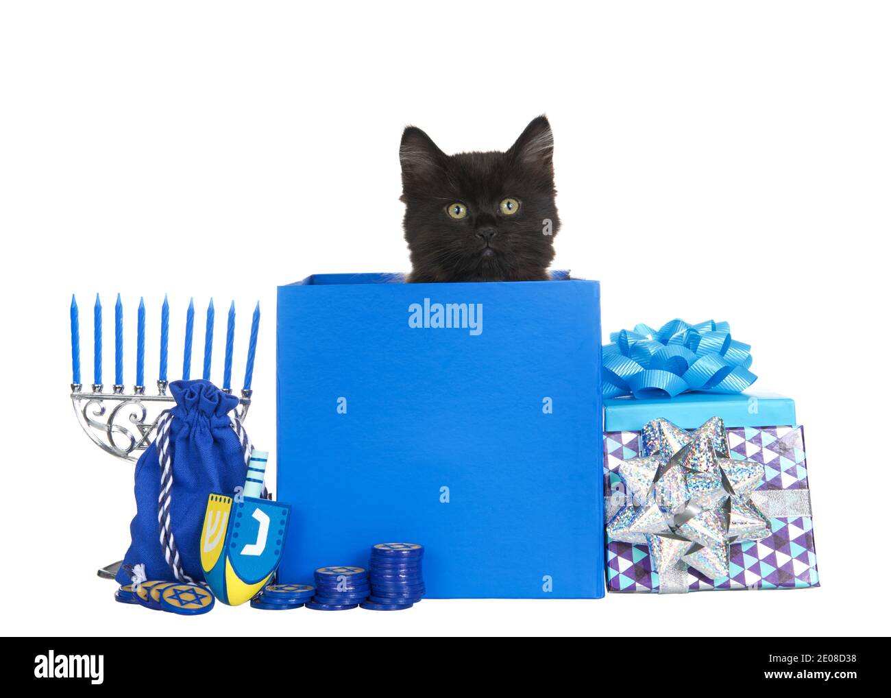 Adorable chaton noir se faisant un pelage d'un bleu Hanoukkah présent avec le dreidel, la menorah, les pièces de monnaie et d'autres cadeaux environnants. Isolé sur fond blanc Banque D'Images