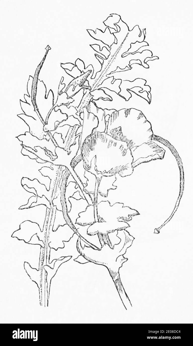 Ancienne gravure d'illustration botanique de Poppy à cornes jaunes / Glaucium flavum, Glaucium lutéum. Plante médicinale traditionnelle. Voir Remarques Banque D'Images