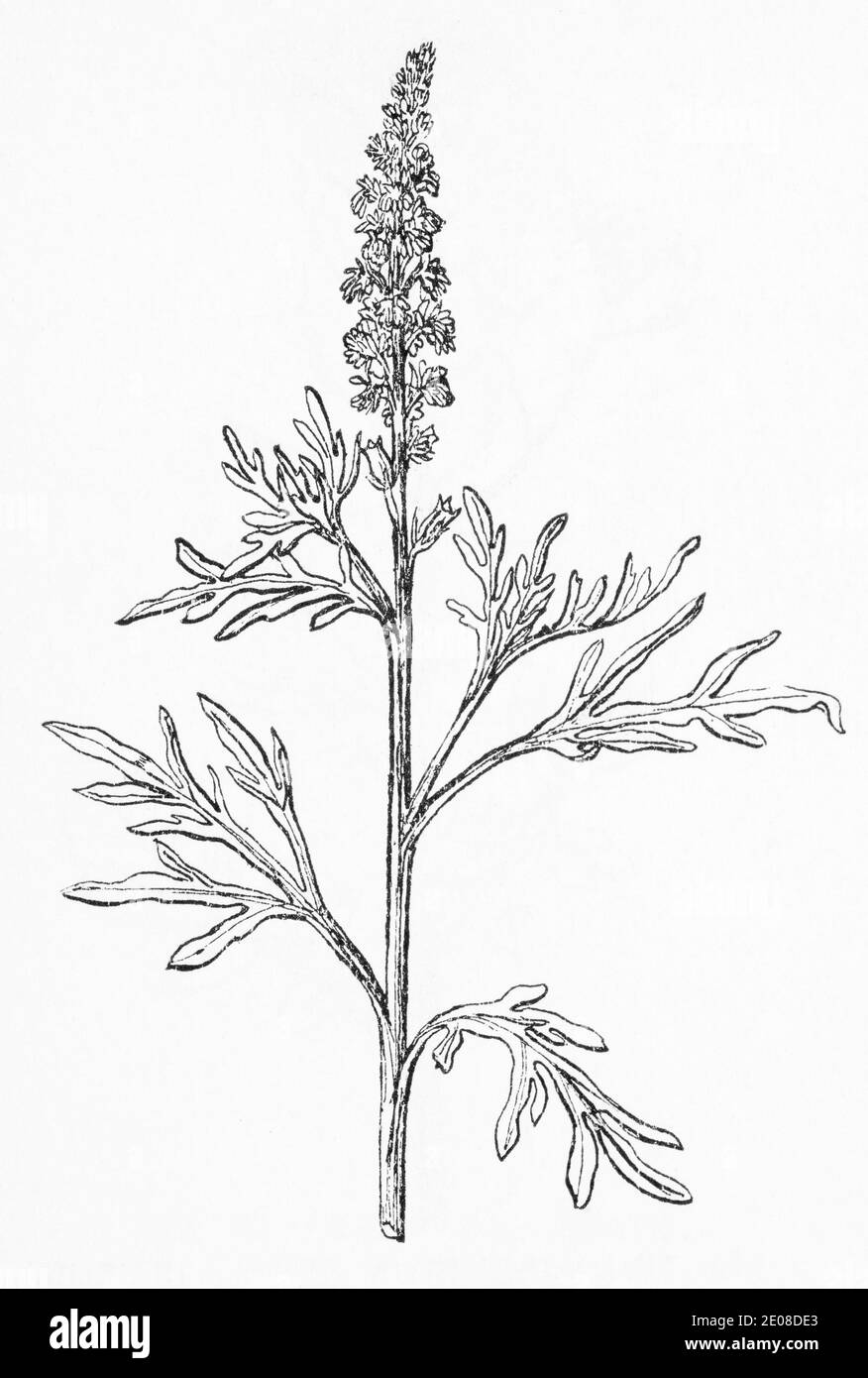 Ancienne gravure d'illustration botanique de la Mignonette sauvage / Reseda lutea. Plante médicinale traditionnelle. Voir Remarques Banque D'Images