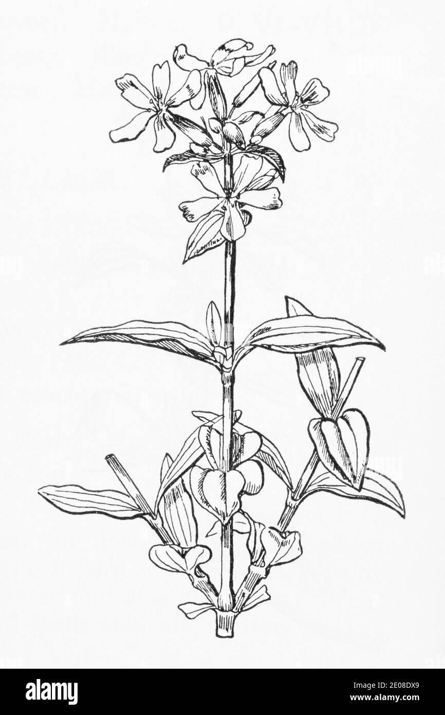 Ancienne gravure d'illustration botanique de Soapwort / Saponaria officinalis. Plante médicinale traditionnelle. Voir Remarques Banque D'Images