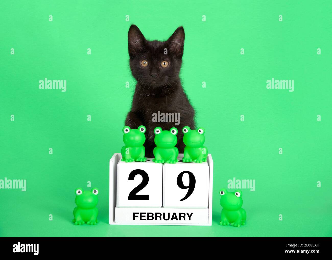 Adorable chaton noir perché sur des blocs de calendrier avec date de congé pour l'année de Leap, le 29 février. Grenouilles vertes sur le dessus et à côté de la date. Arrière-plan vert. Banque D'Images