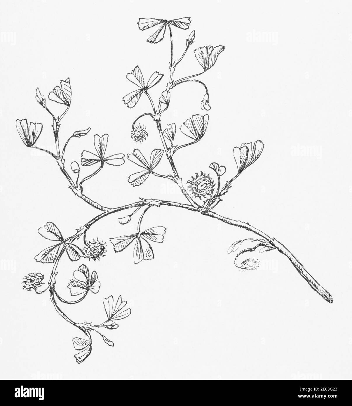 Ancienne gravure d'illustration botanique de Medick denté / Medicago polymorpha, Medicago denticulata. Plante médicinale traditionnelle. Voir Remarques Banque D'Images