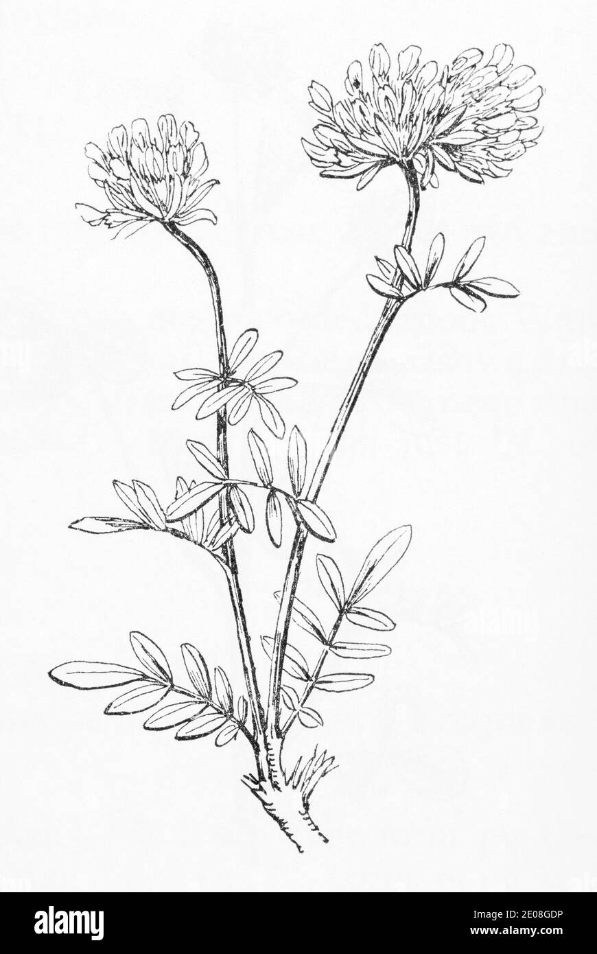 Ancienne gravure d'illustration botanique de rein Vetch / Anthyllis vulneraria. Plante médicinale traditionnelle. Voir Remarques Banque D'Images