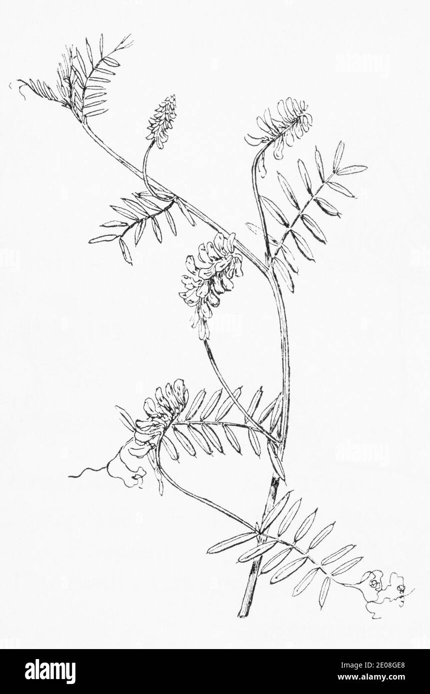 Ancienne gravure d'illustration botanique de la vesce touffetée / Vicia craca. Voir Remarques Banque D'Images