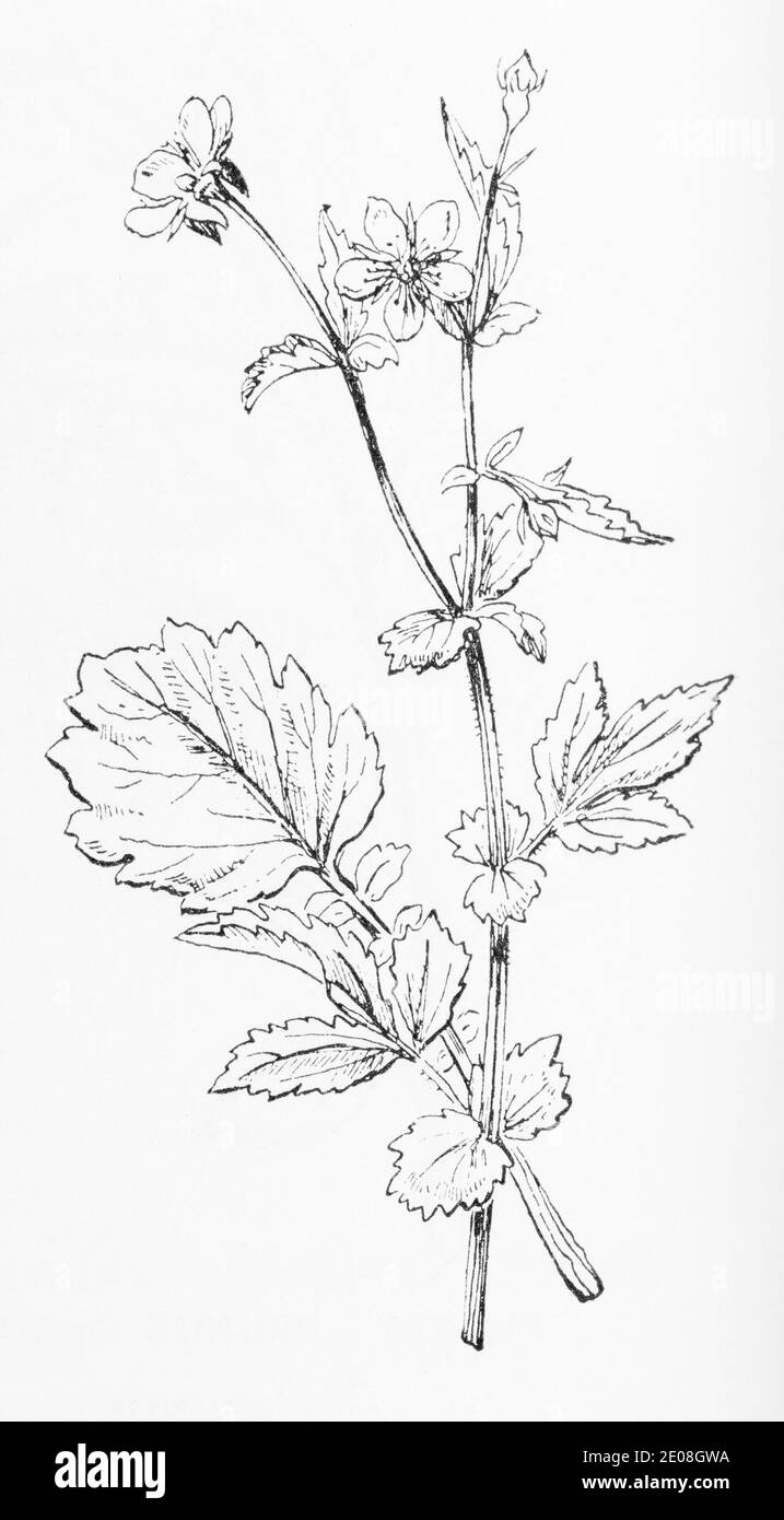 Ancienne gravure d'illustration botanique des fours à bois / Geum urbanum. Plante médicinale traditionnelle. Voir Remarques Banque D'Images