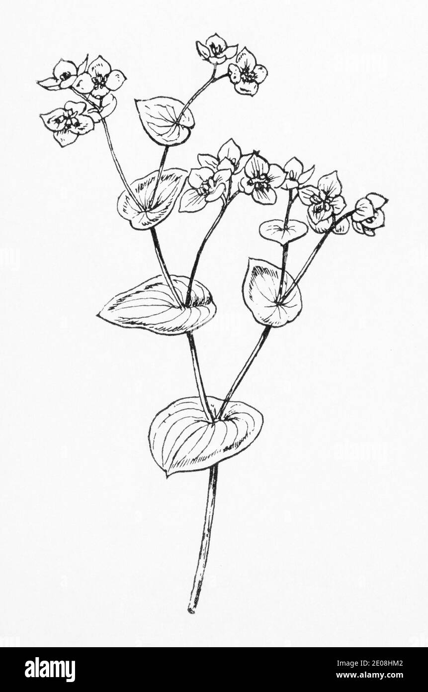 Ancienne gravure d'illustration botanique de Thorow-Wax / Bupleurum rotundifolium. Voir Remarques Banque D'Images