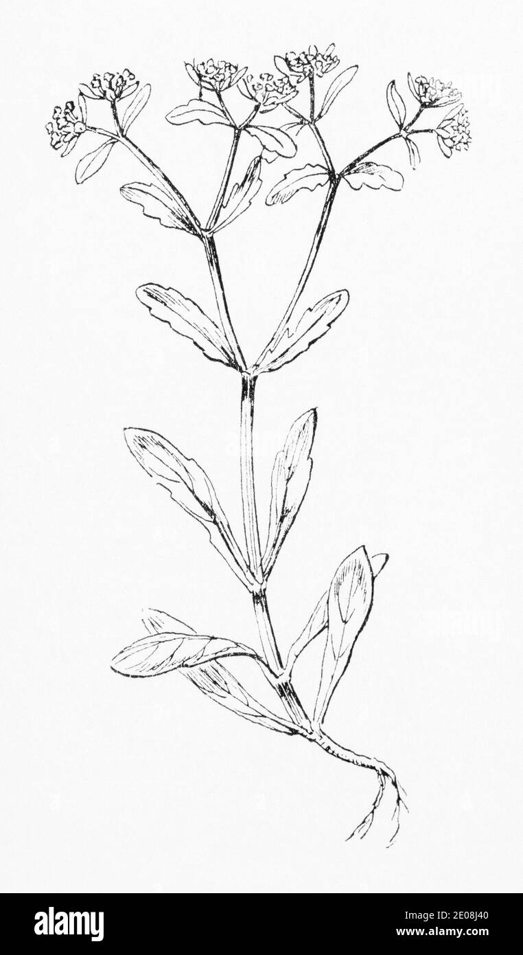 Ancienne gravure d'illustration botanique de la laitue Lambs / Valerianella locasta, Valerianella olitoria. Une usine de nourriture / salade de longue date. Voir Remarques Banque D'Images