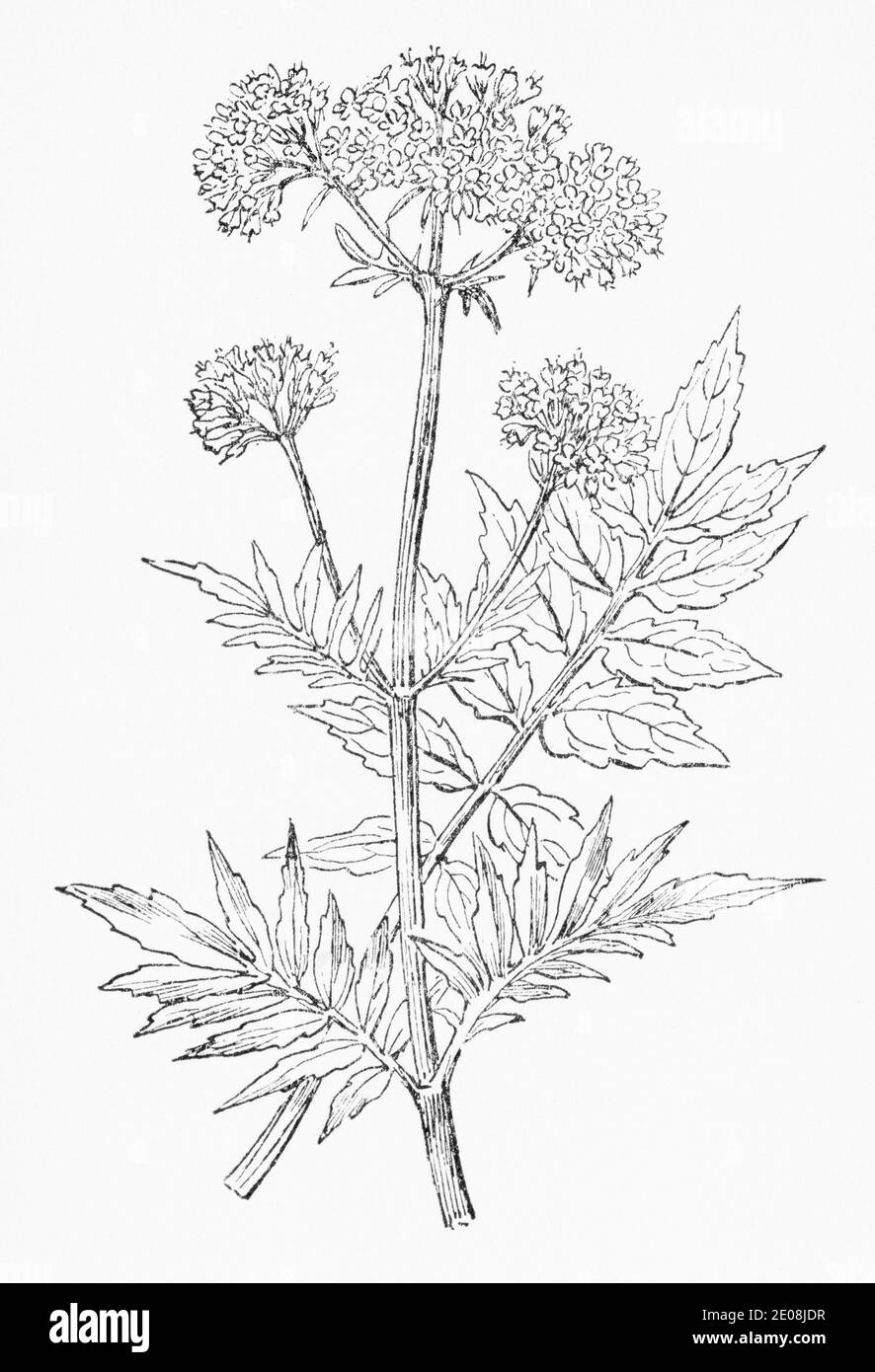 Ancienne gravure d'illustration botanique de Valerian / Valeriana officinalis. Plante médicinale traditionnelle. Voir Remarques Banque D'Images