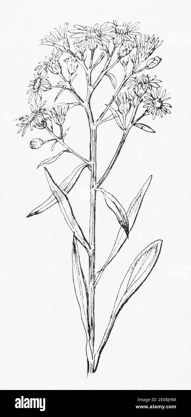 Ancienne gravure d'illustration botanique d'Aster de mer / Aster tripolium, Tripolium vulgare, Tripolium pannonicum. Voir Remarques Banque D'Images