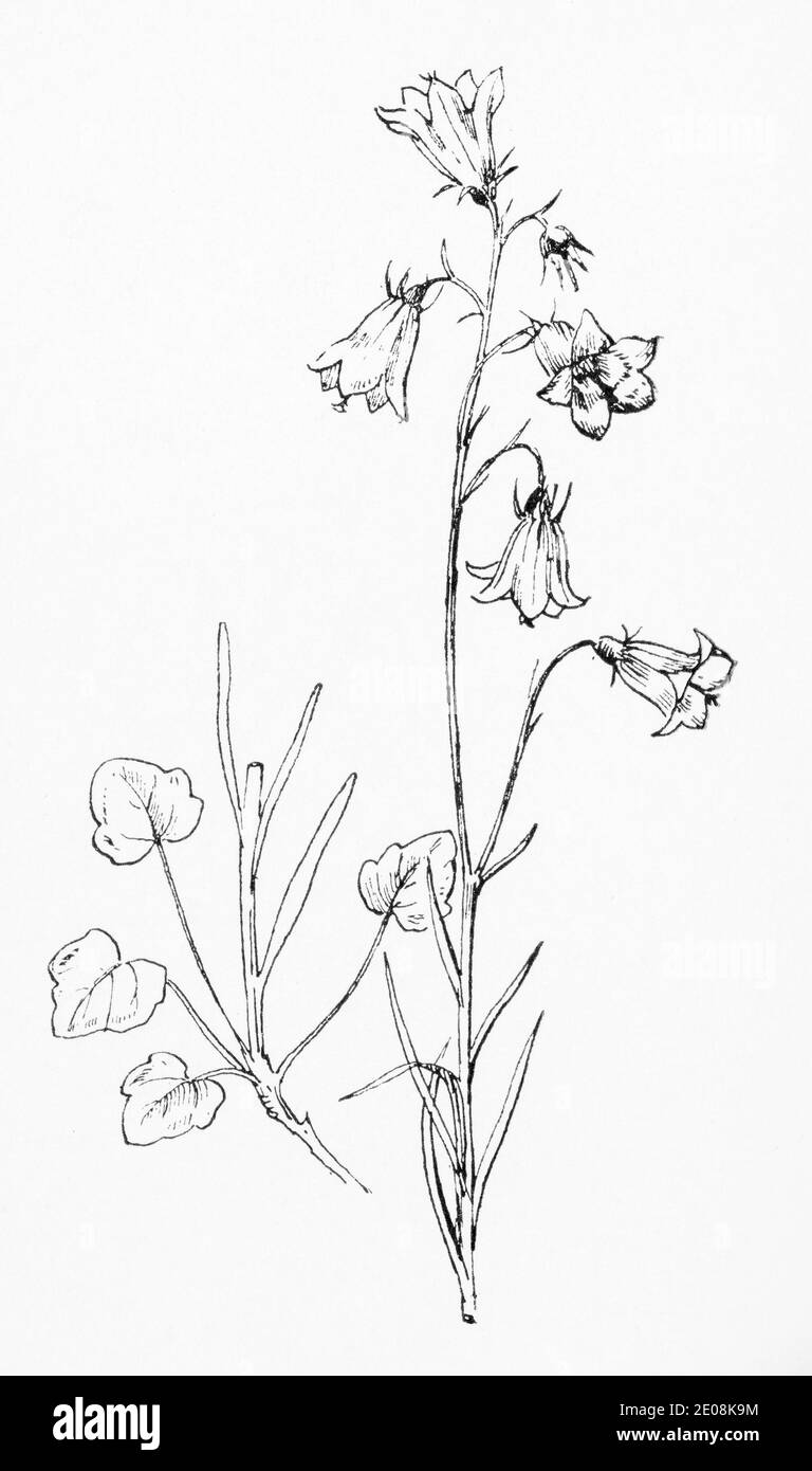 Ancienne gravure d'illustration botanique de Harebell / Campanula rotundifolia. Plante médicinale traditionnelle. Voir Remarques Banque D'Images