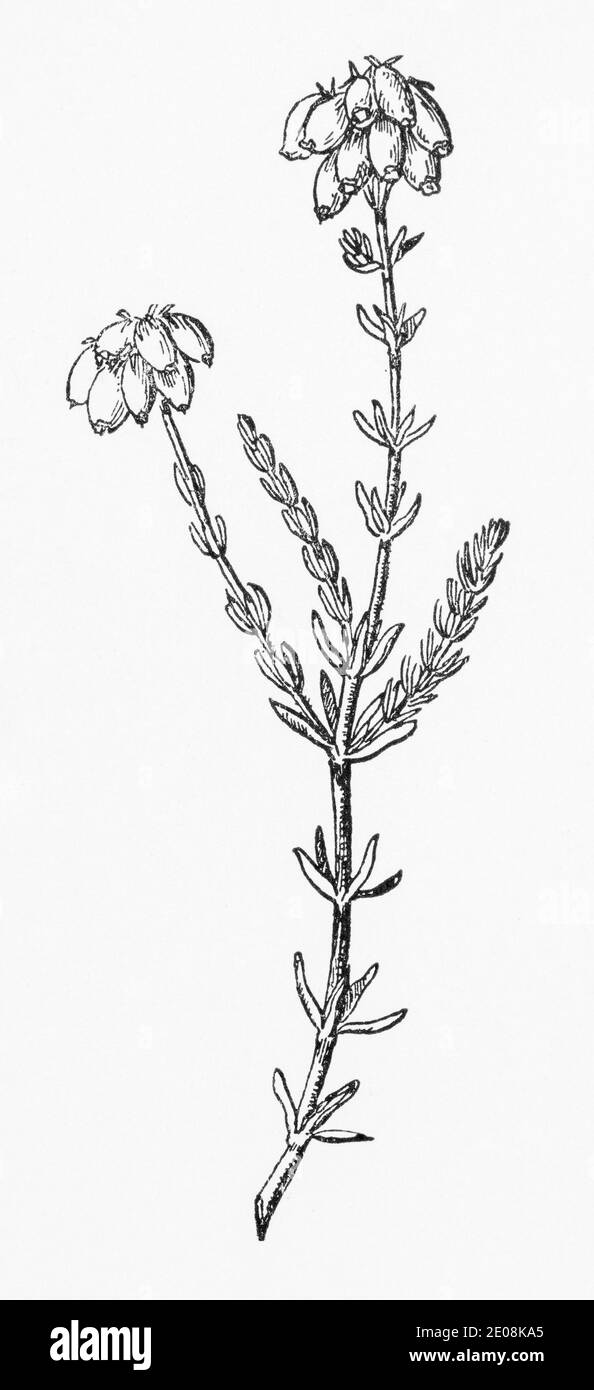 Ancienne gravure d'illustration botanique d'Erica tetralix / Heath à feuilles croisées. Voir Remarques Banque D'Images