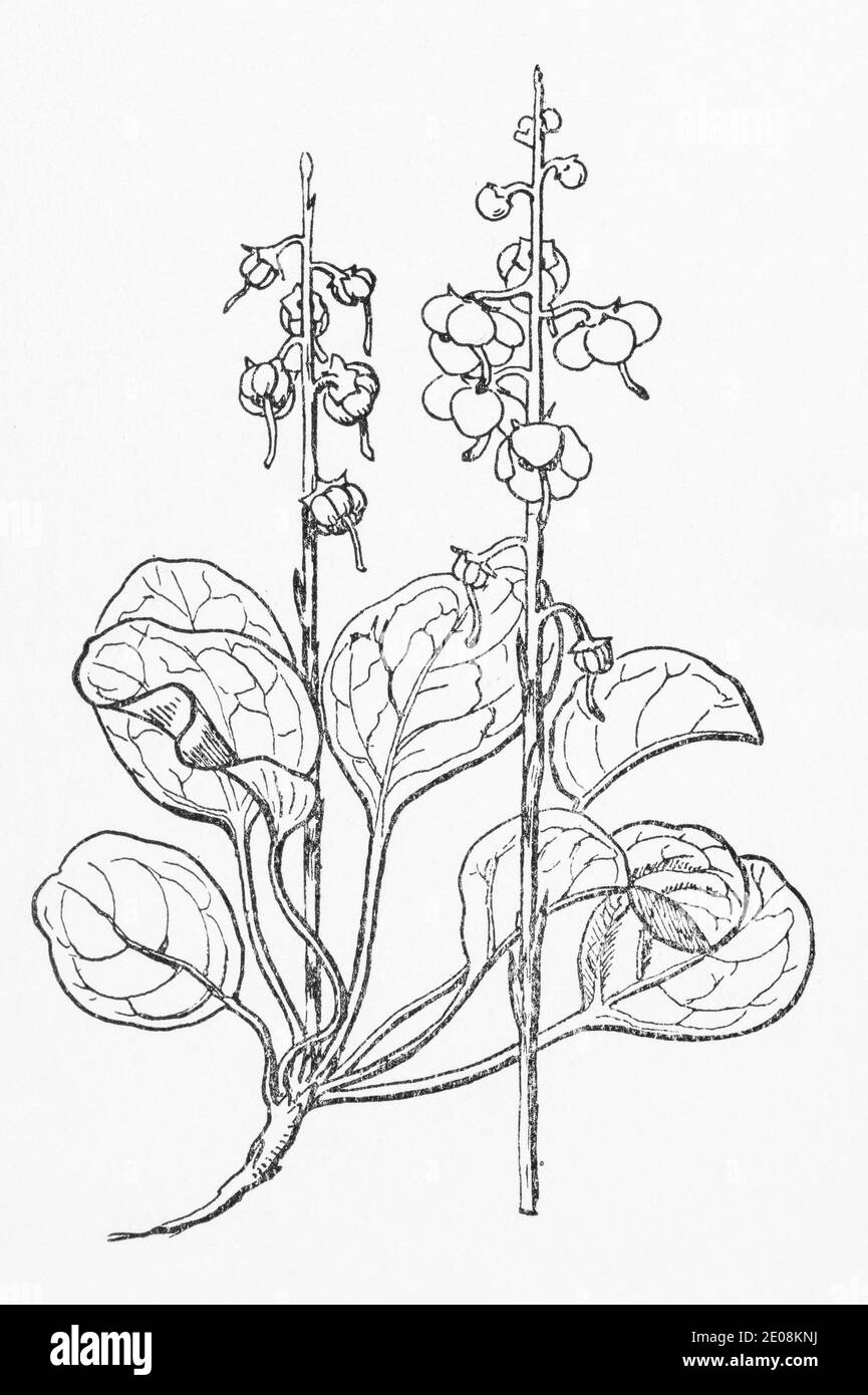 Ancienne gravure d'illustration botanique de Pyrola rotundifolia / Winter-Green. Plante médicinale traditionnelle. Voir Remarques Banque D'Images
