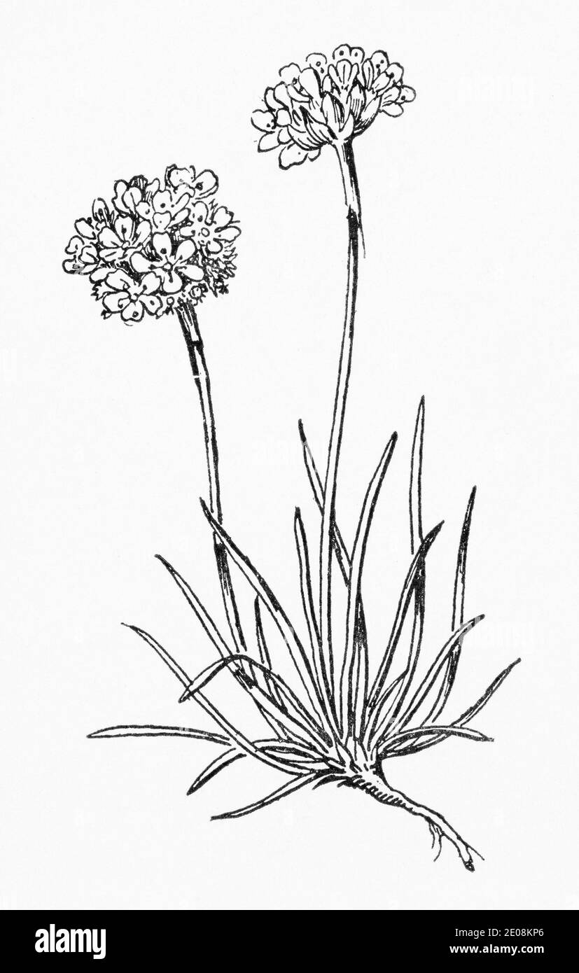 Ancienne gravure d'illustration botanique de Thrift / Armeria maritima. Plante médicinale traditionnelle. Voir Remarques Banque D'Images