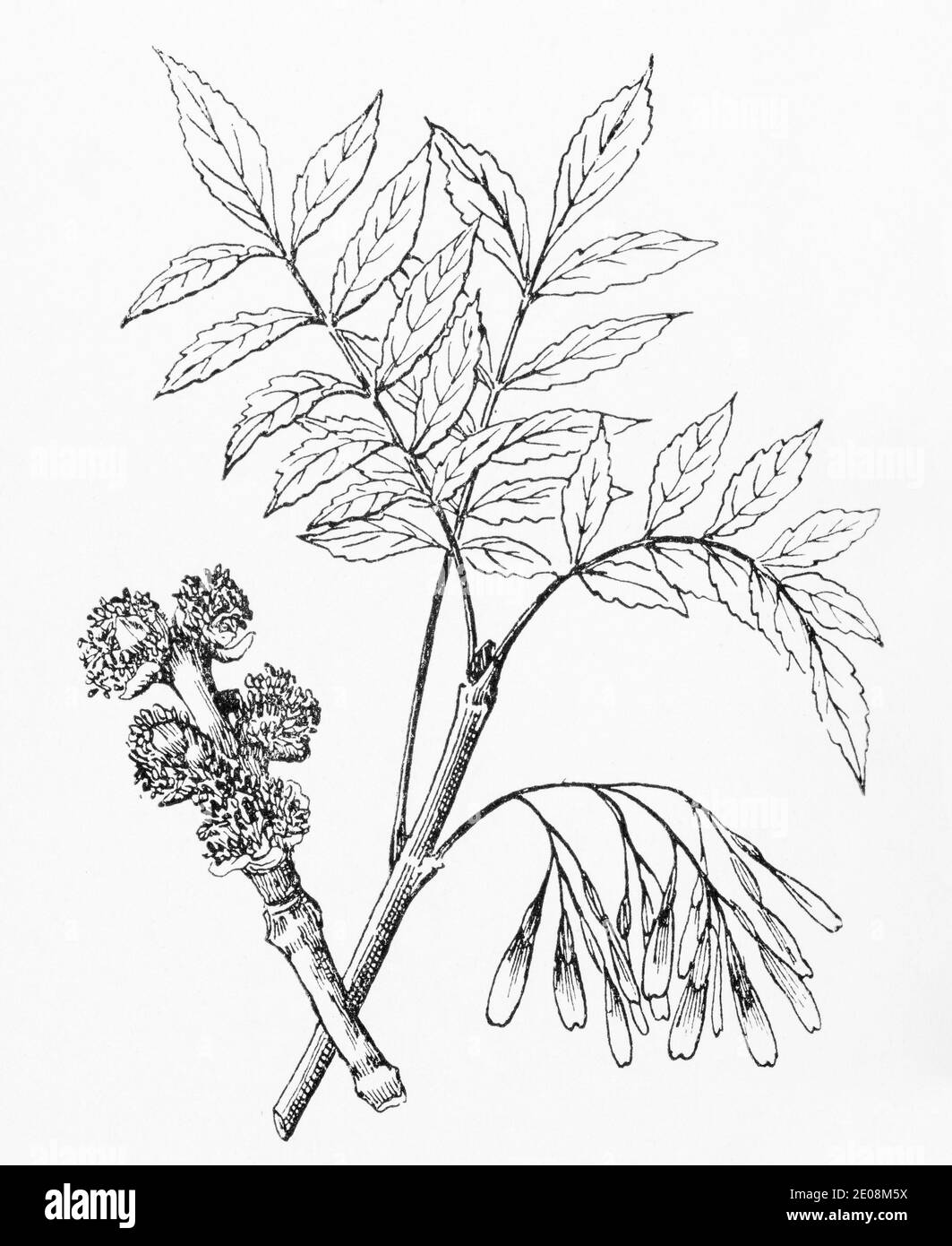 Ancienne gravure d'illustration botanique du frêne / Fraxinus excelsior. Plante médicinale traditionnelle. Voir Remarques Banque D'Images